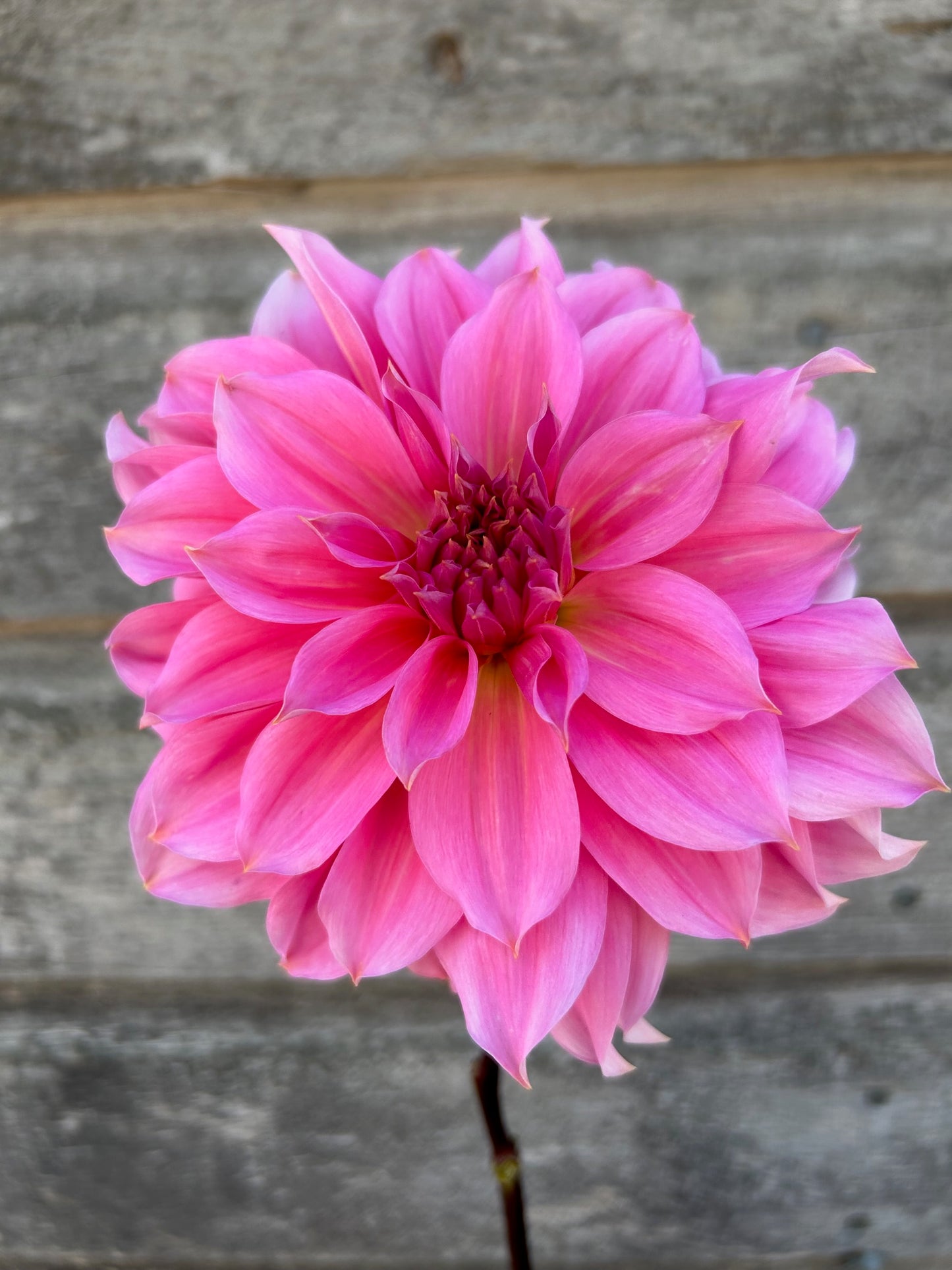 Jersey Beauty - LIMIT 1