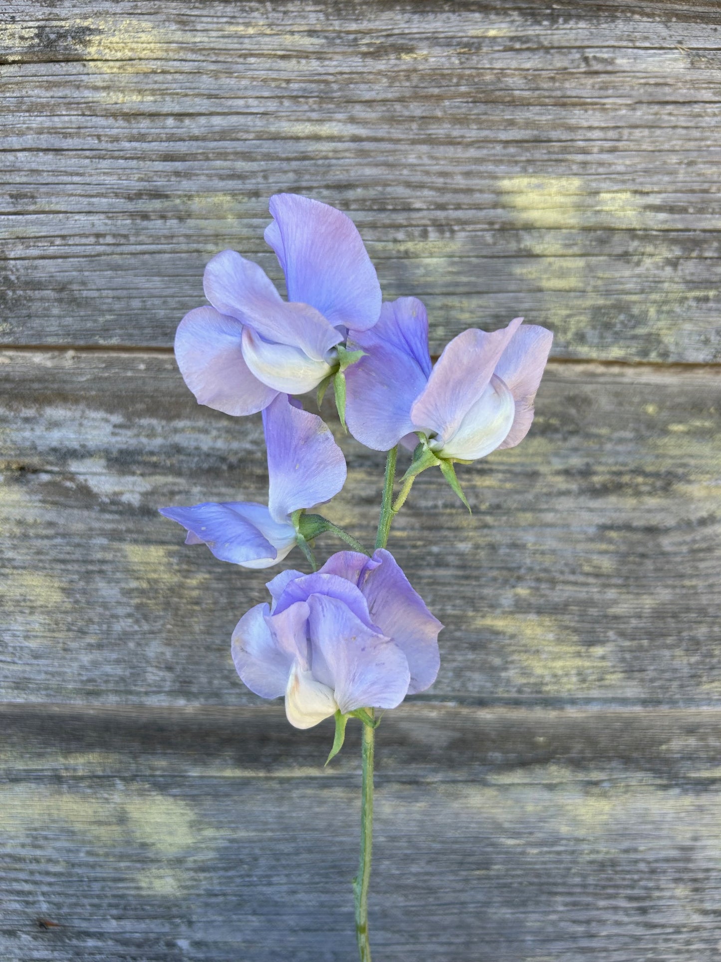 Sweet Pea - Winter Sunshine Light Blue