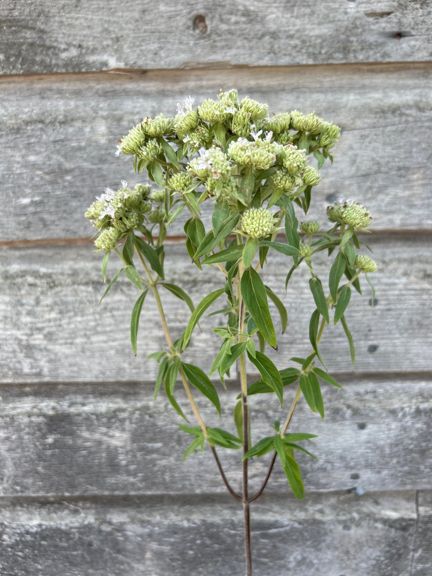 Mountain Mint