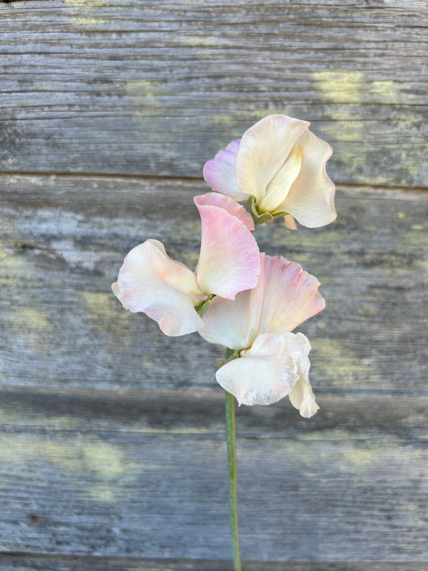 Sweet Pea - Kiera Madeline