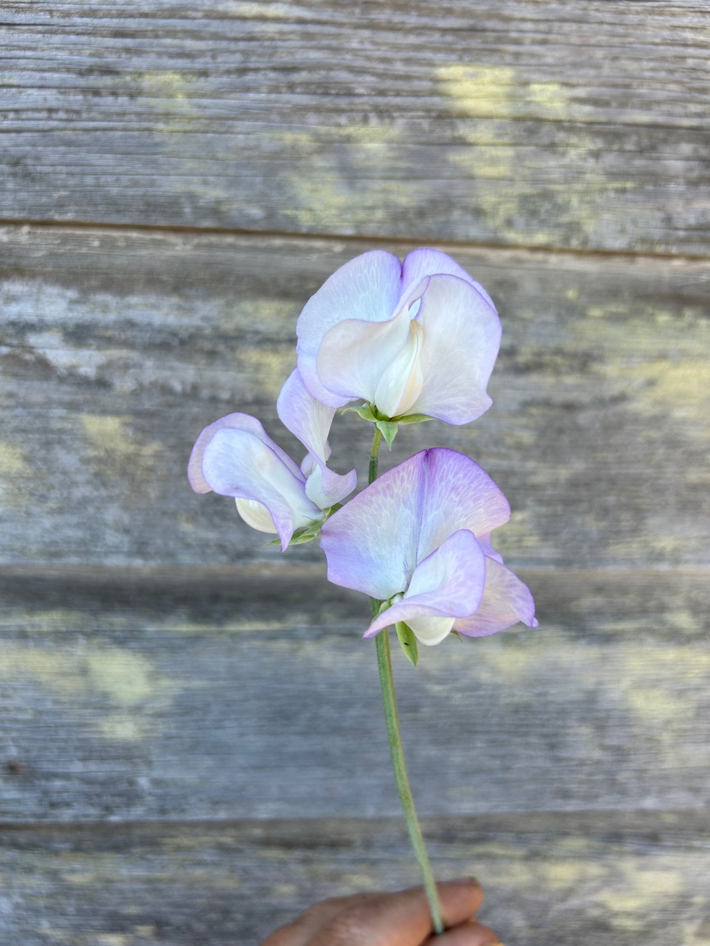 Sweet Pea - Albutt Blue