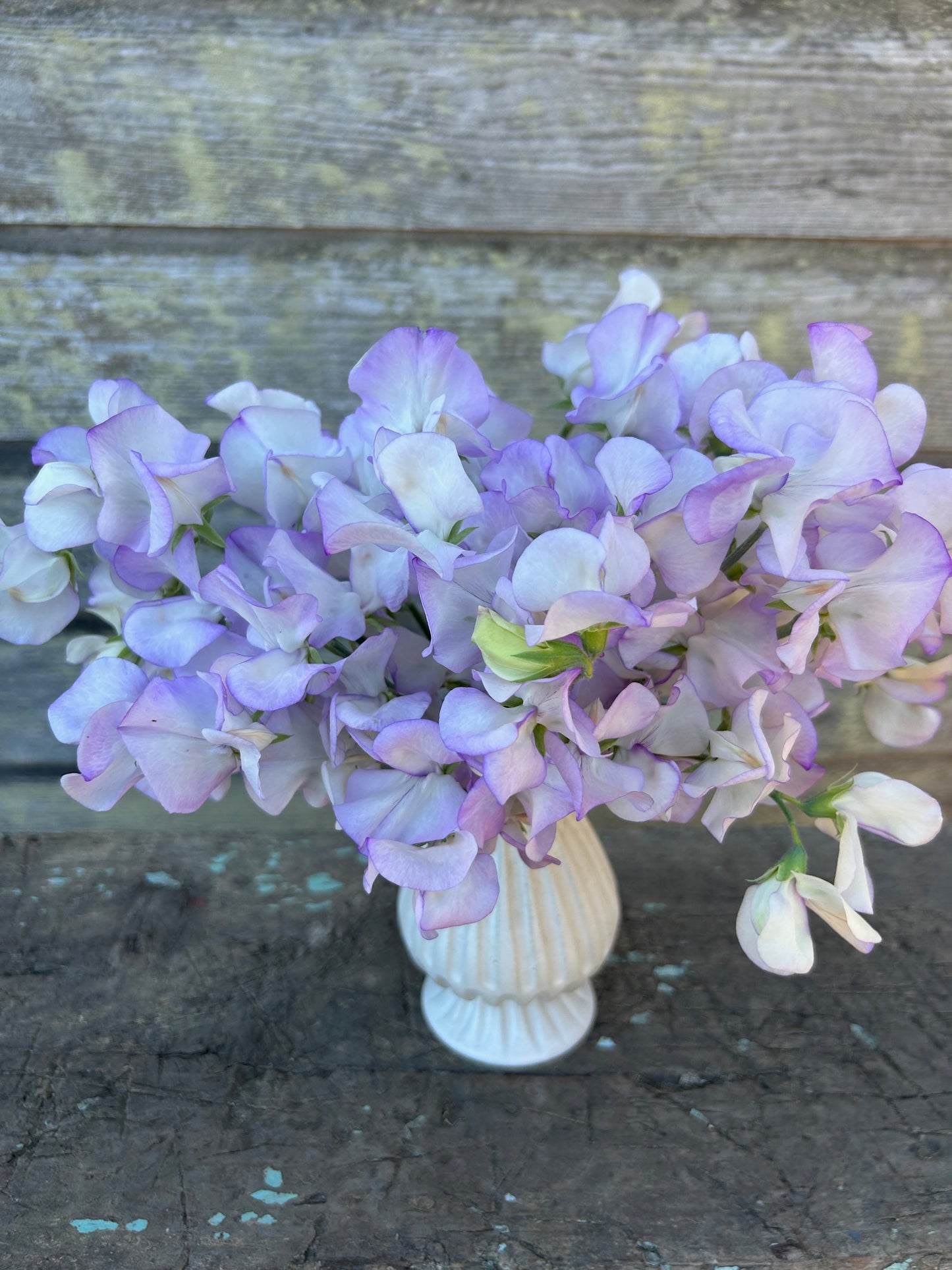 Sweet Pea - Albutt Blue