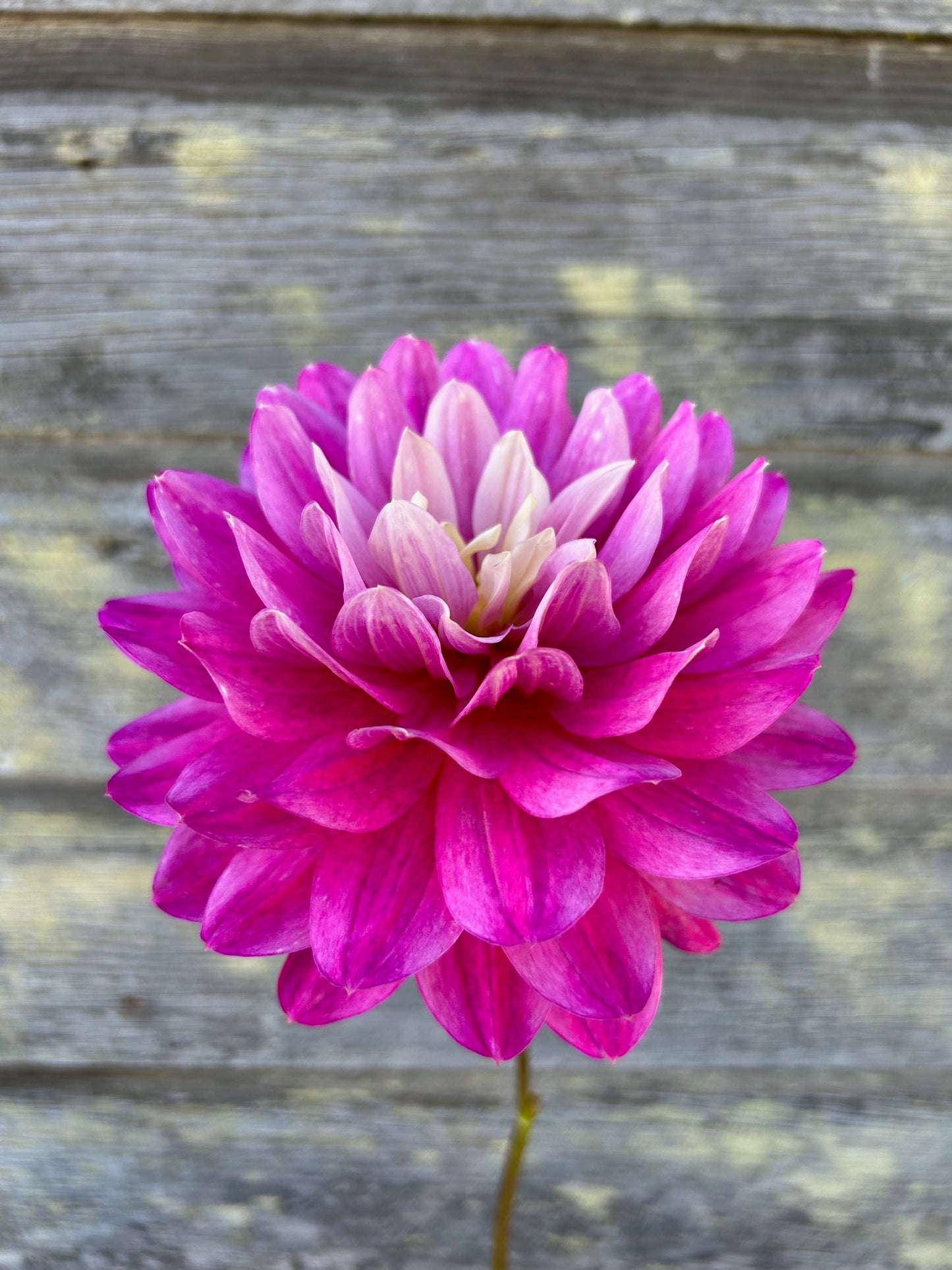 Hollyhill Pink Martini