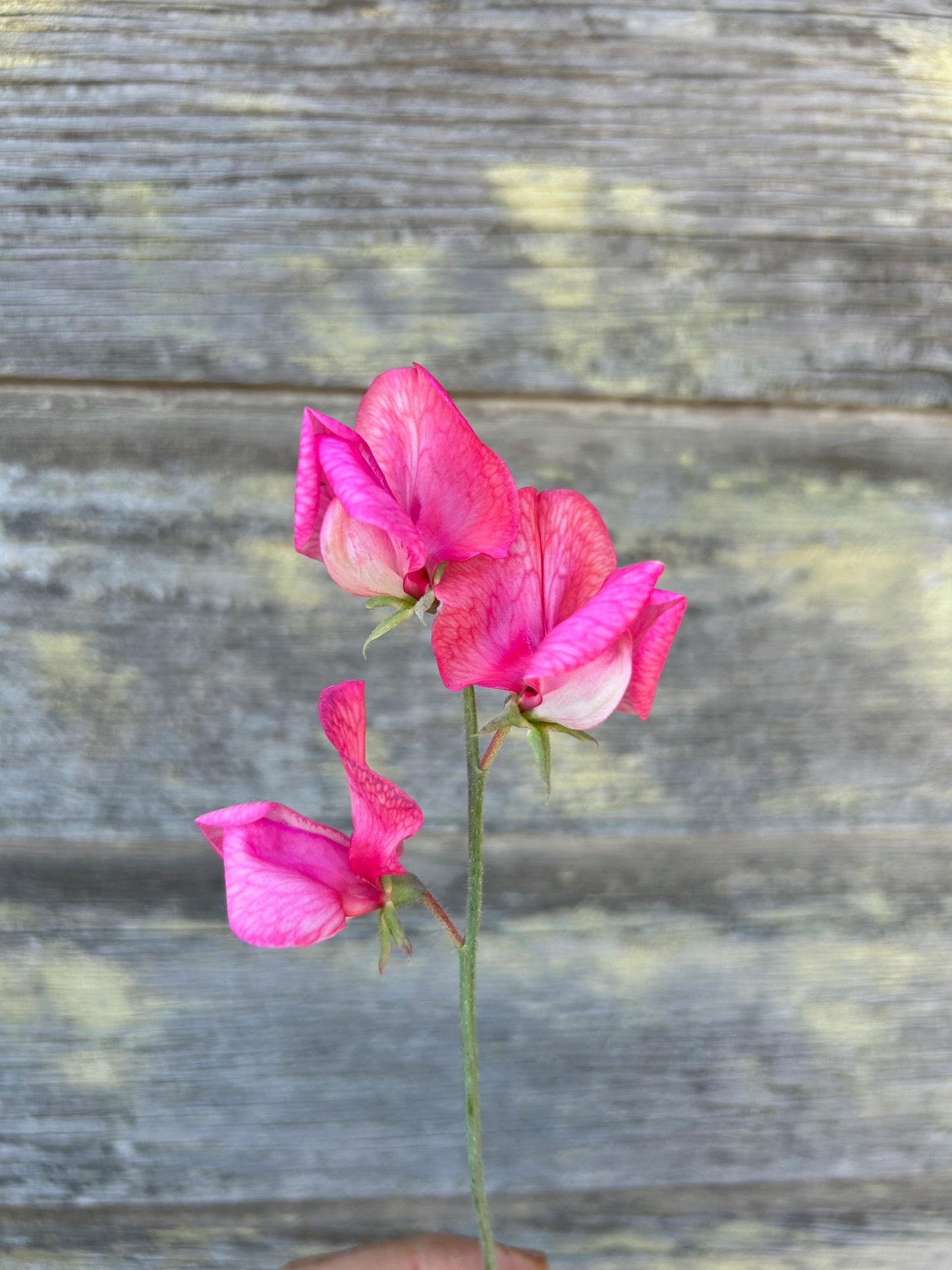Sweet Pea - Miss Willmott