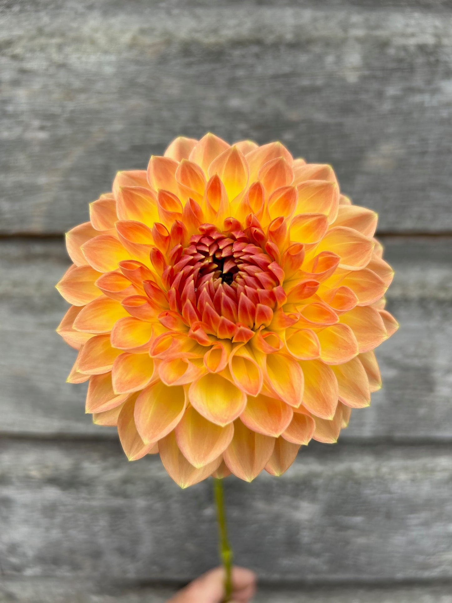 Gateshead Festival - LIMIT 1