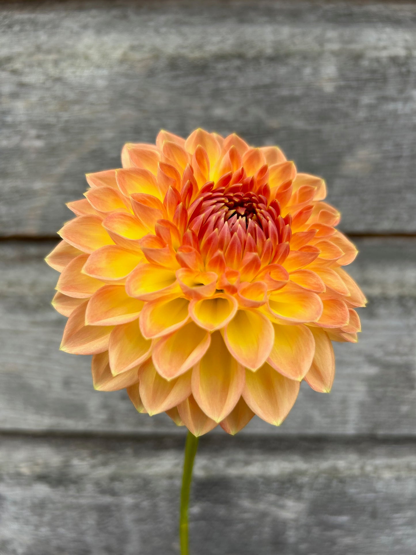 Gateshead Festival - LIMIT 1