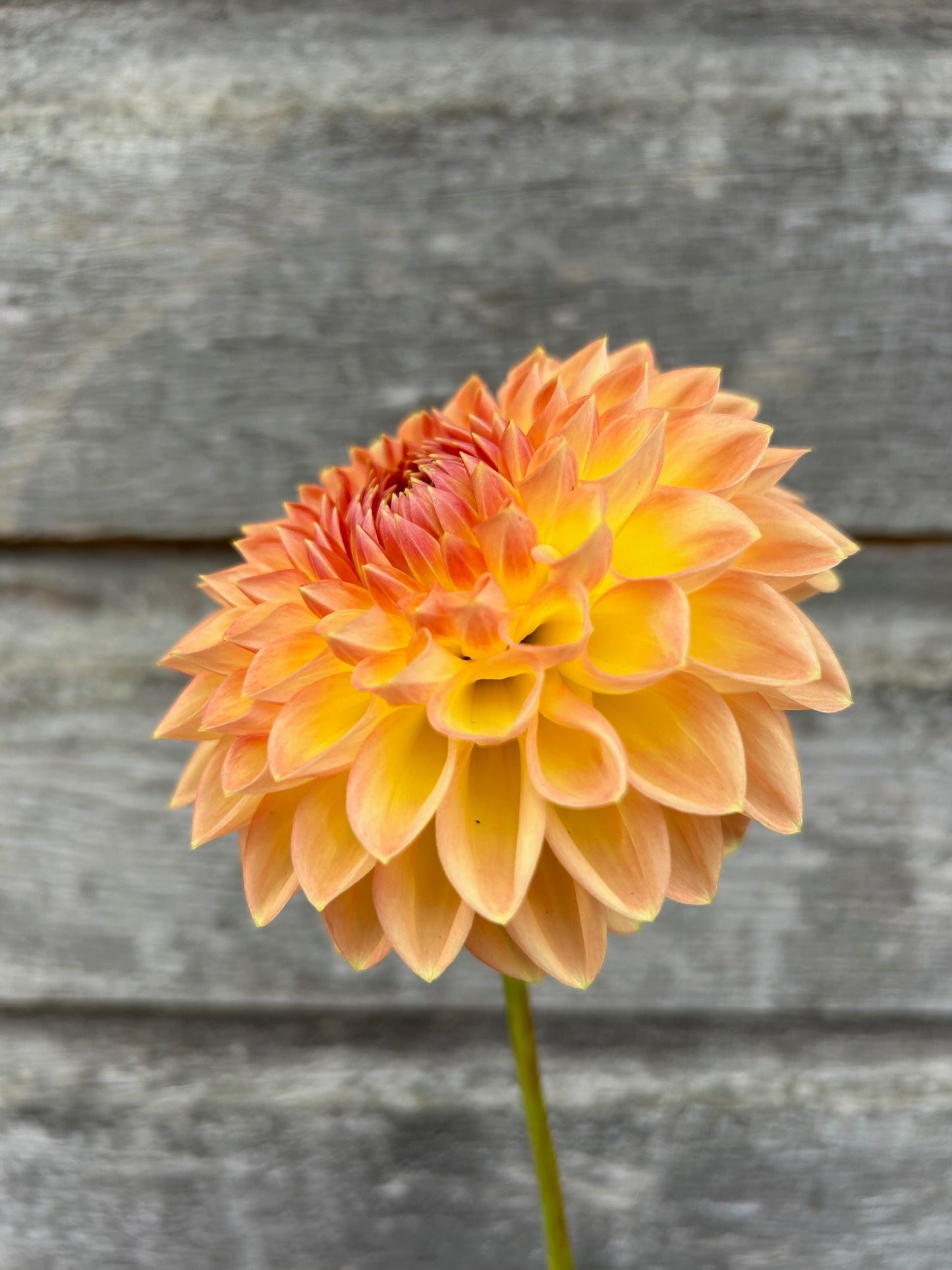 Gateshead Festival - LIMIT 1