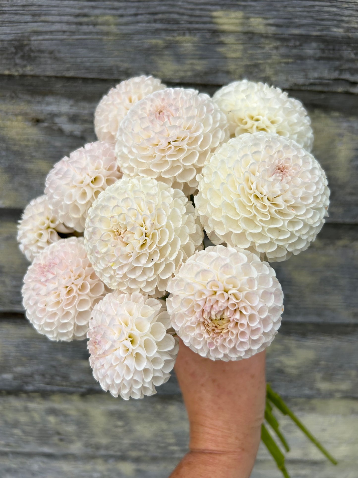 Eden Benary - LIMIT 1