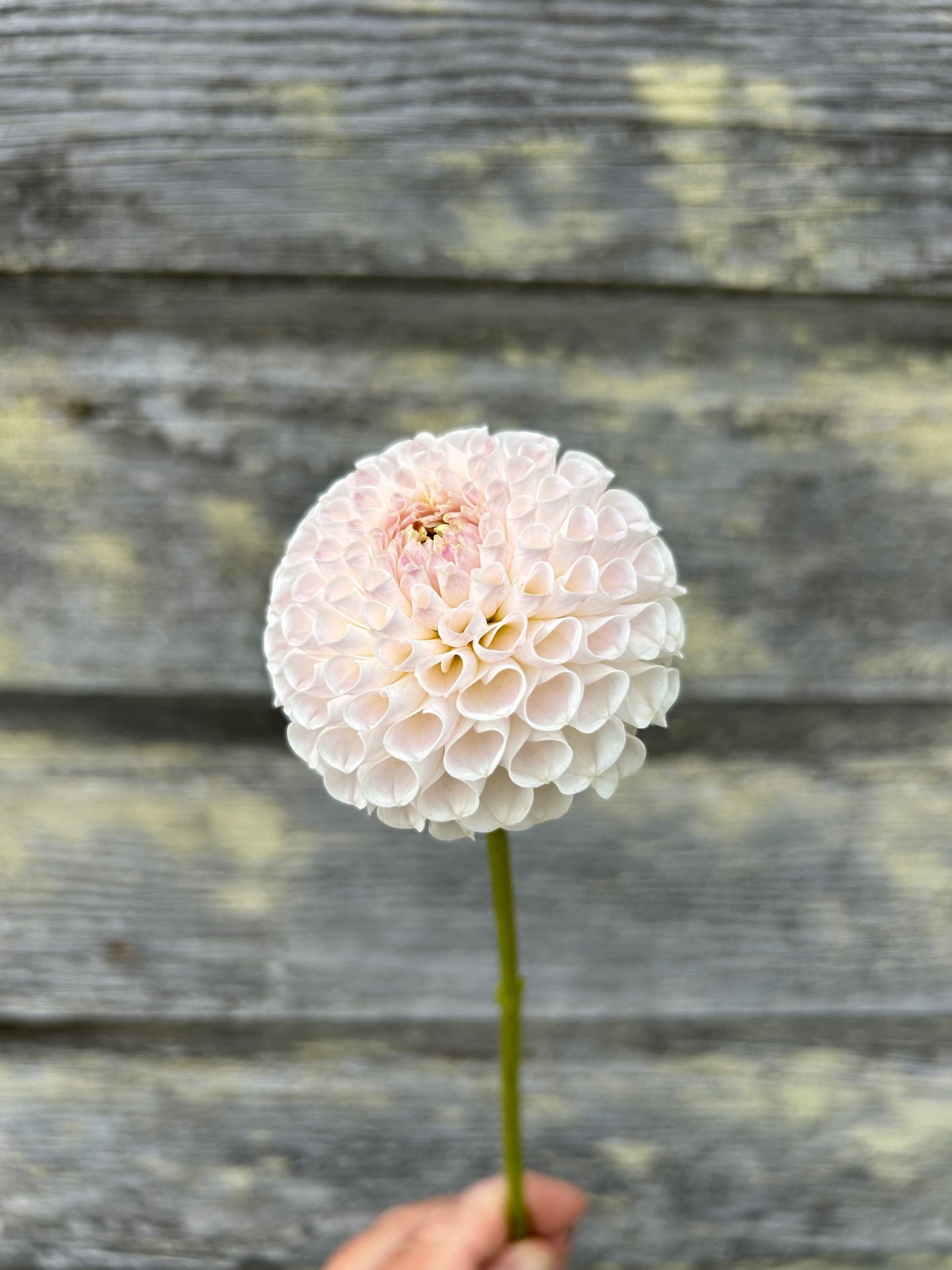 Eden Benary - LIMIT 1