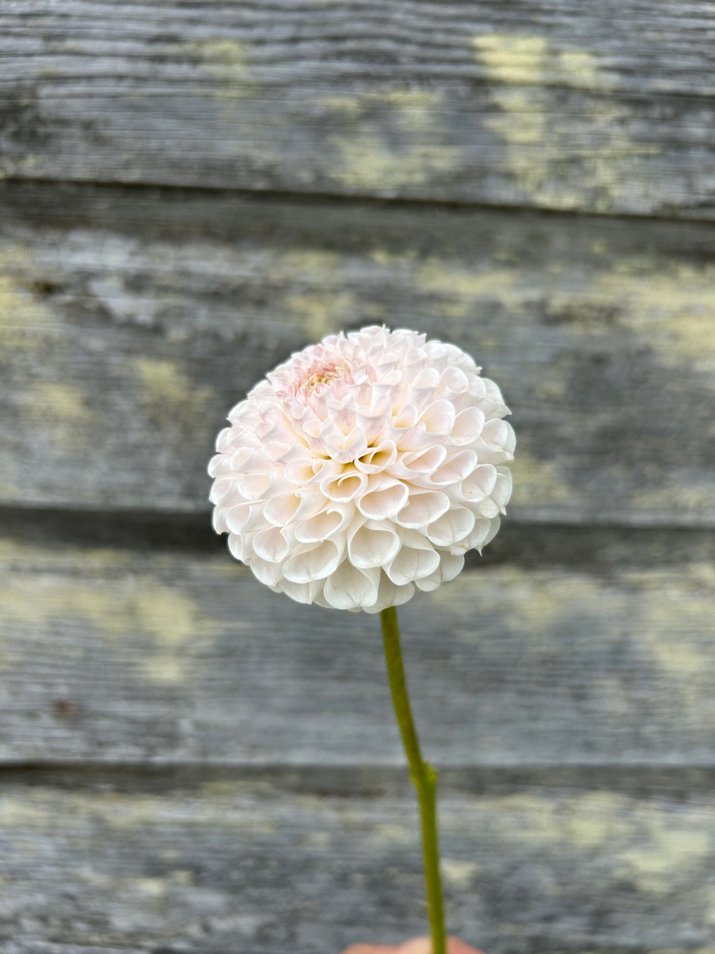 Eden Benary - LIMIT 1