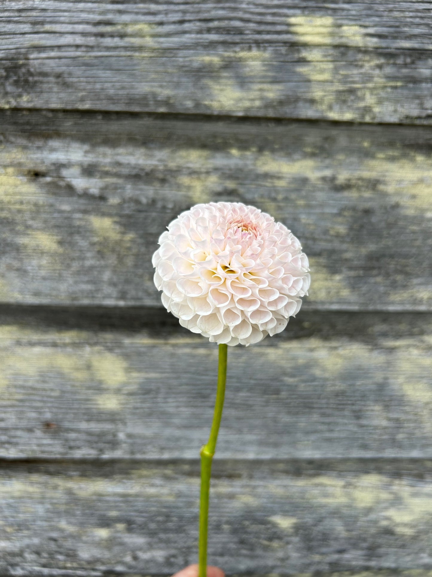 Eden Benary - LIMIT 1