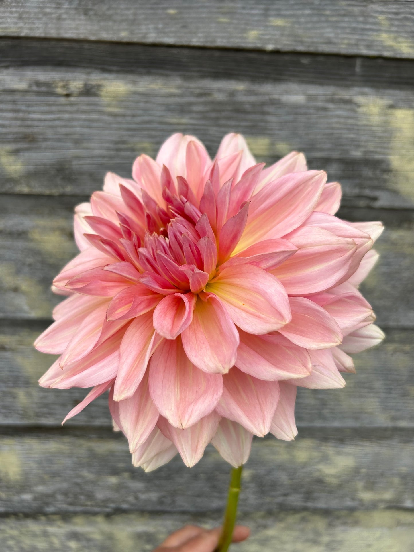 Fairway Pilot - LIMIT 1