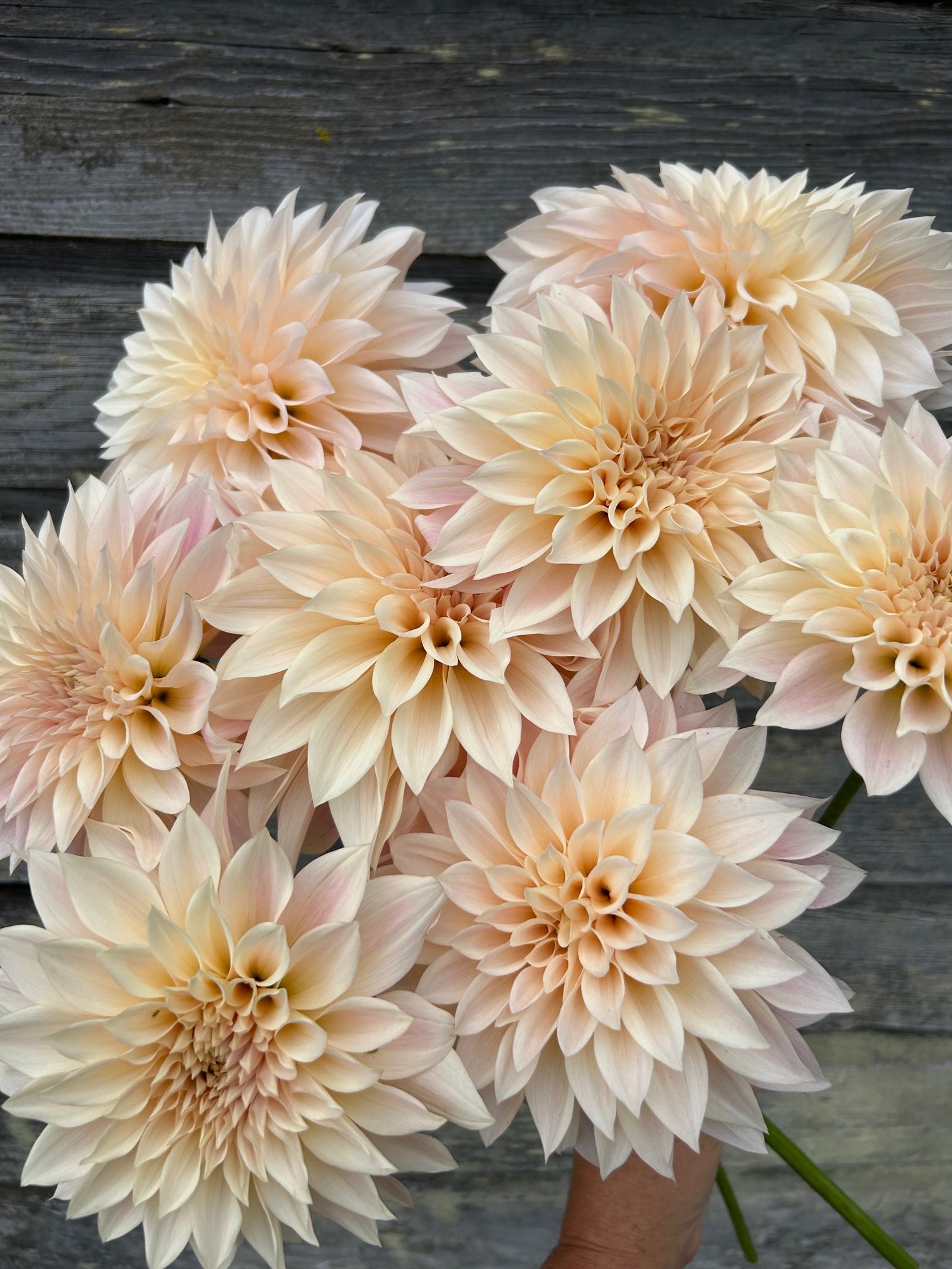 cafe au lait dahlia seeds Cafe au Lait Mini