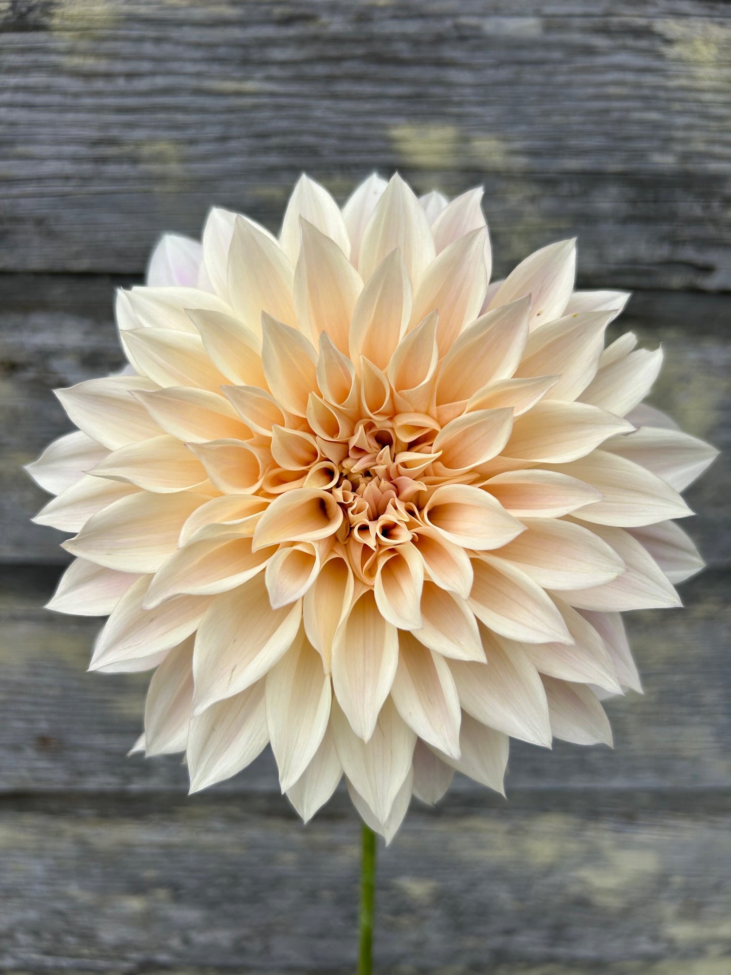 Cafe au Lait Mini - AKA Jolene