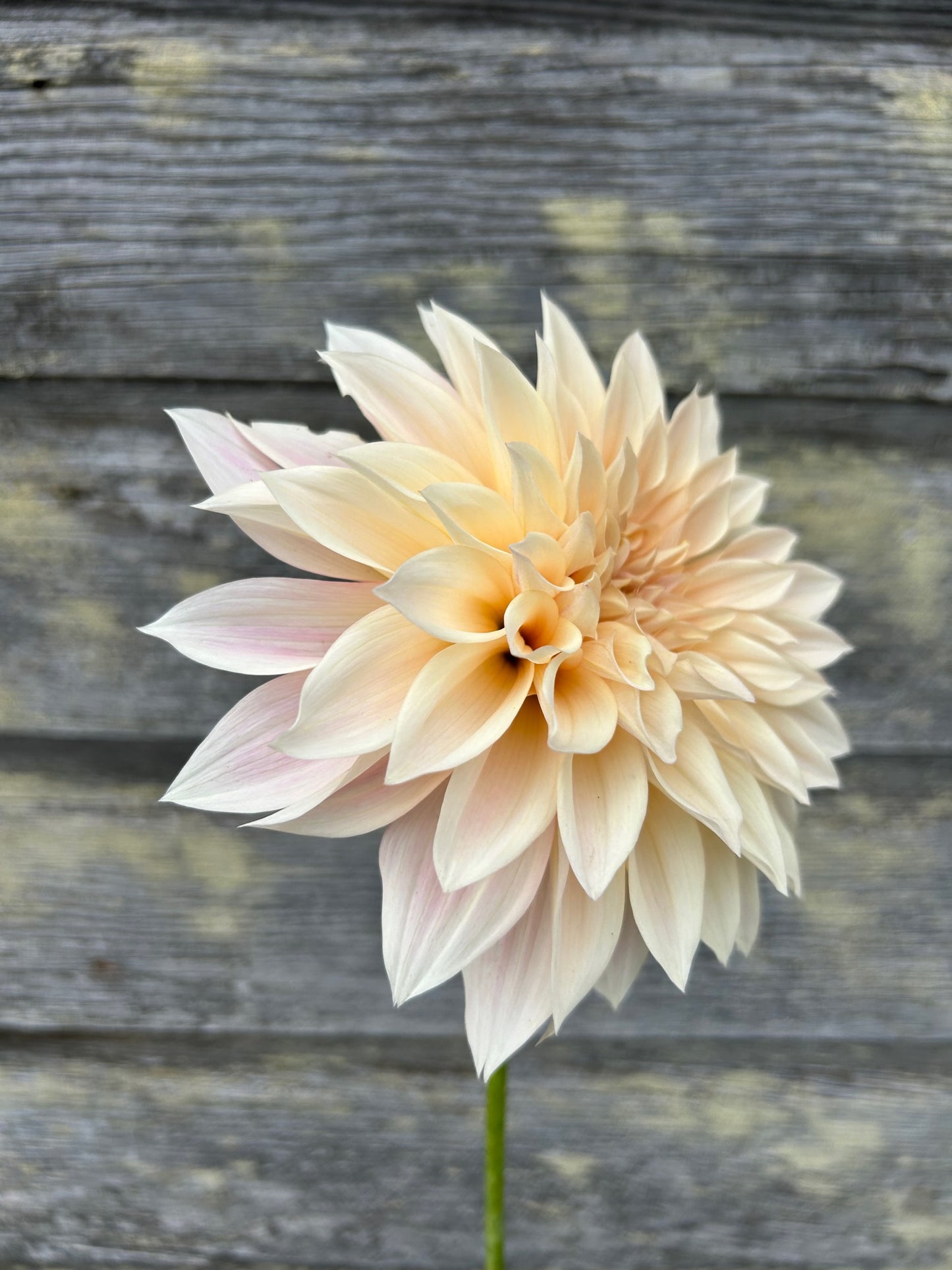 Cafe au Lait Mini - AKA Jolene