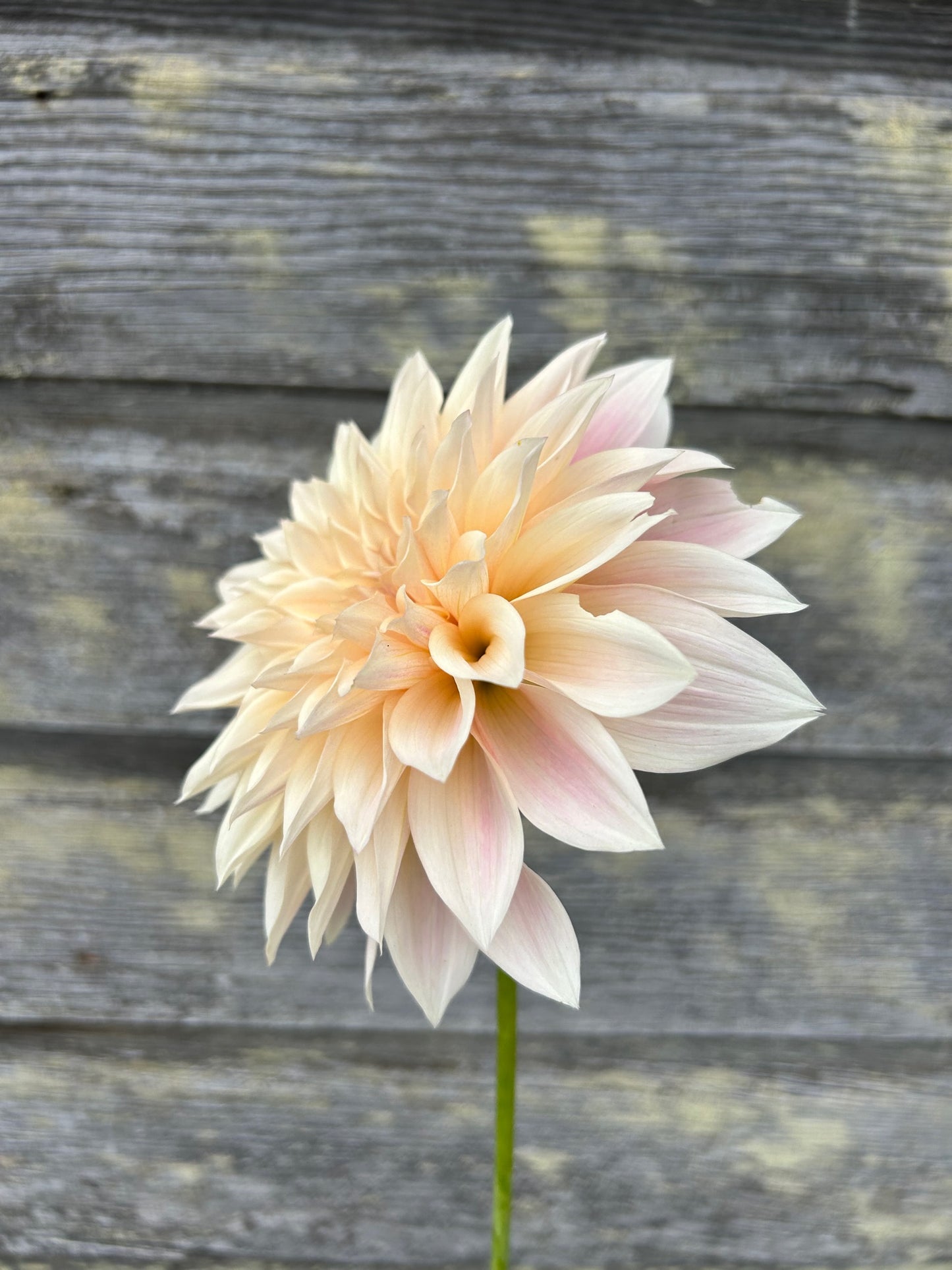 Cafe au Lait Mini - AKA Jolene