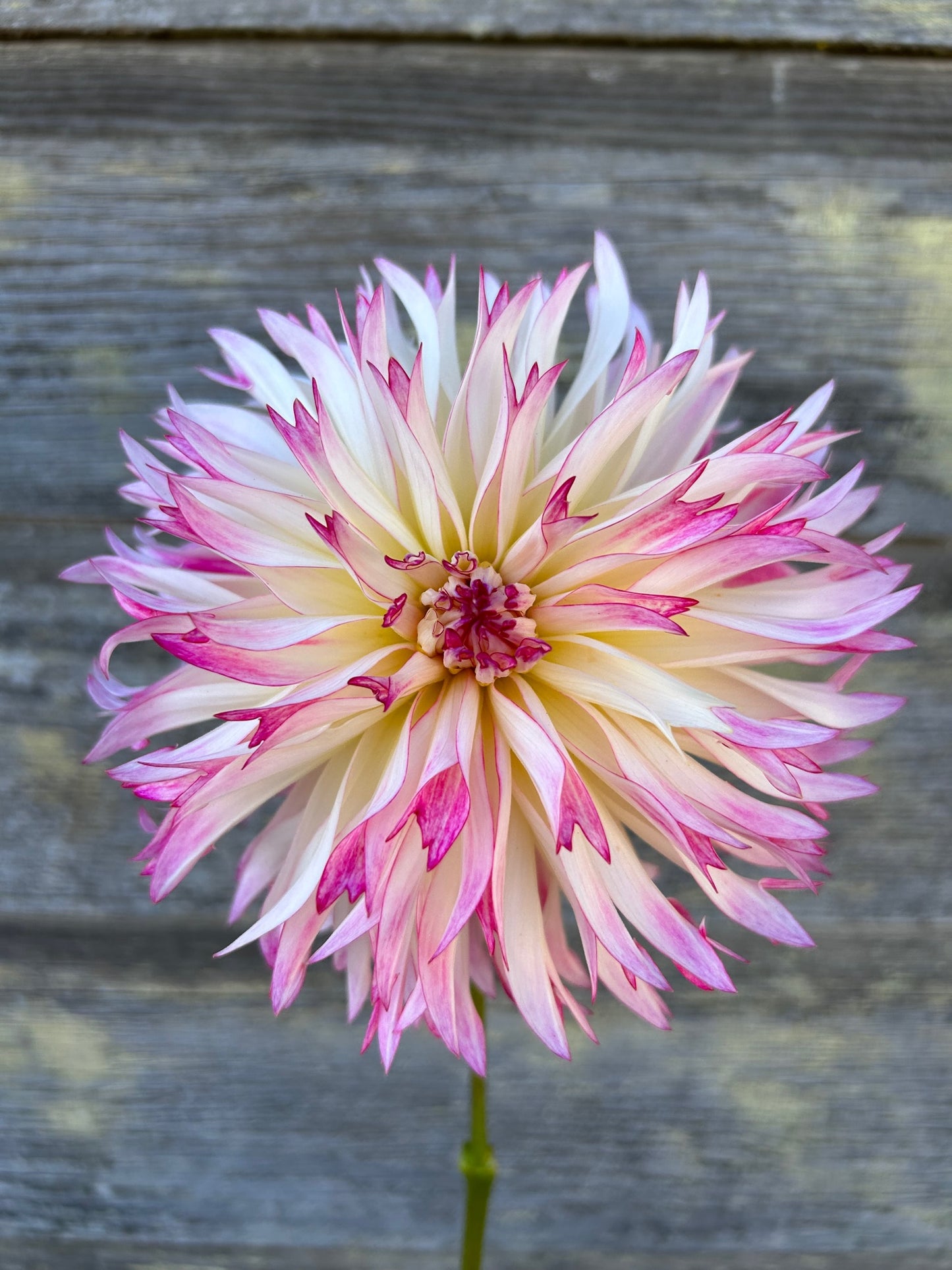 Aljo Frills
