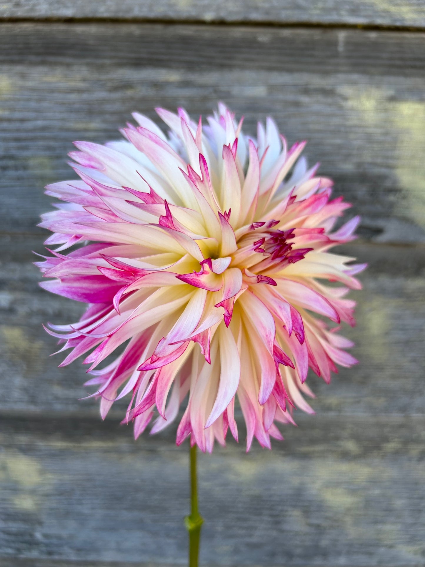 Aljo Frills