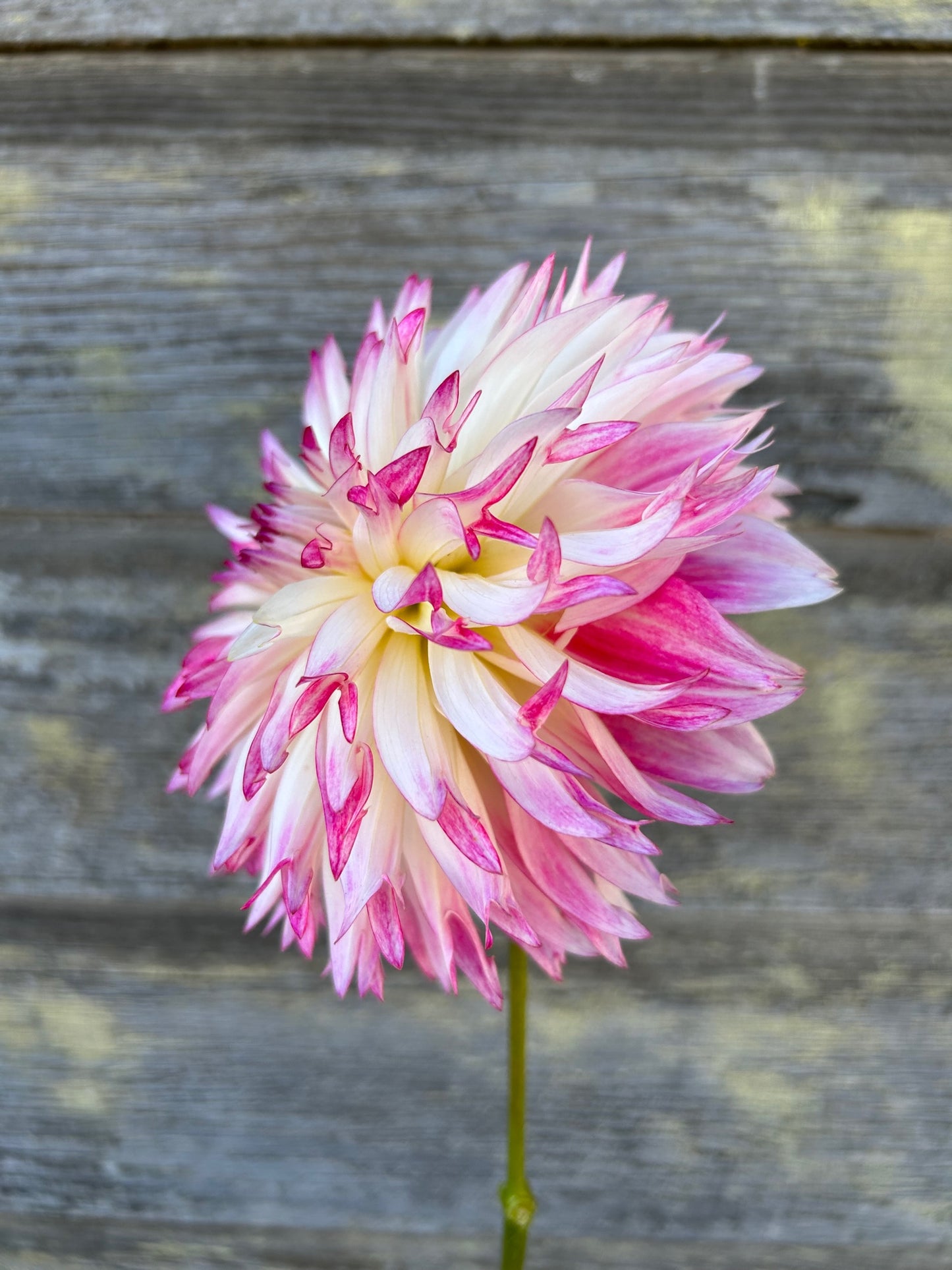 Aljo Frills