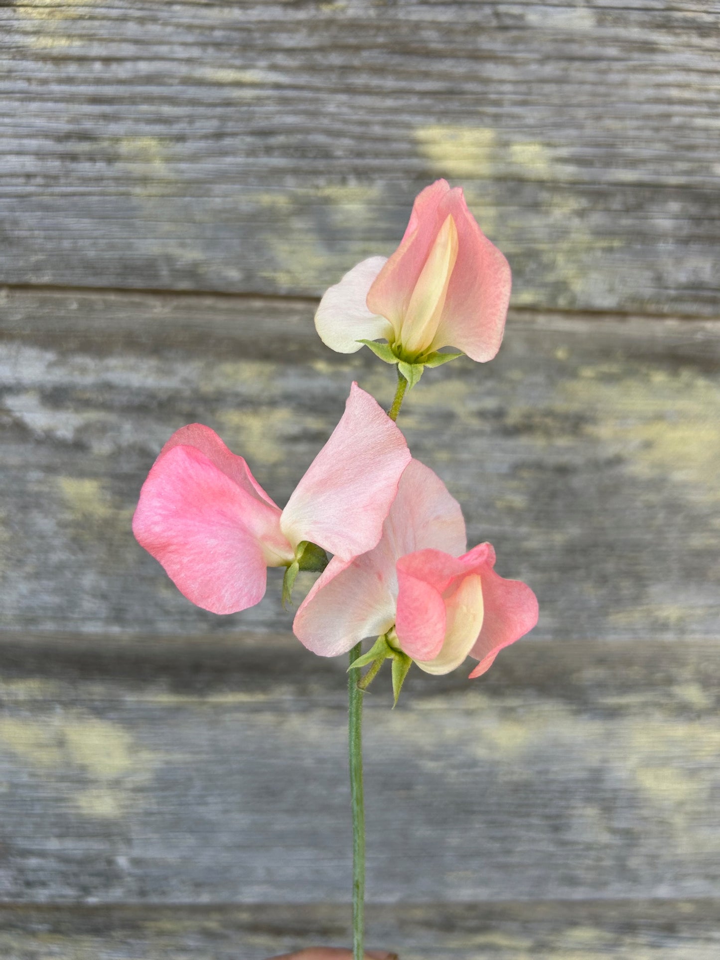 Sweet Pea - Spring Sunshine Champagne