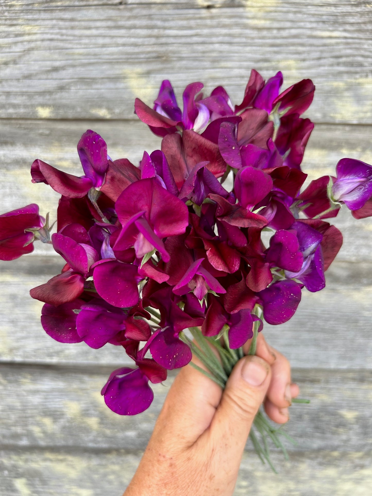 Sweet Pea - Hannah Dale