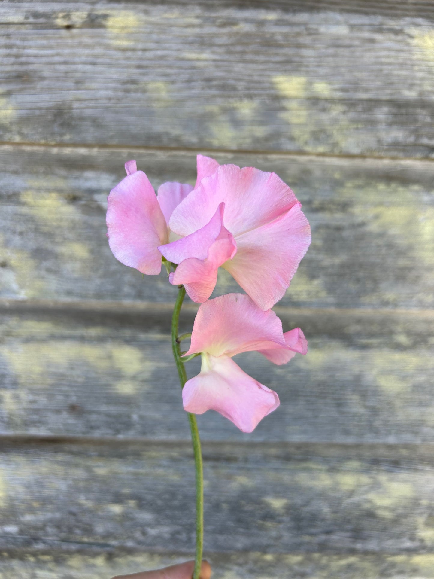 Sweet Pea - Lynn Fiona