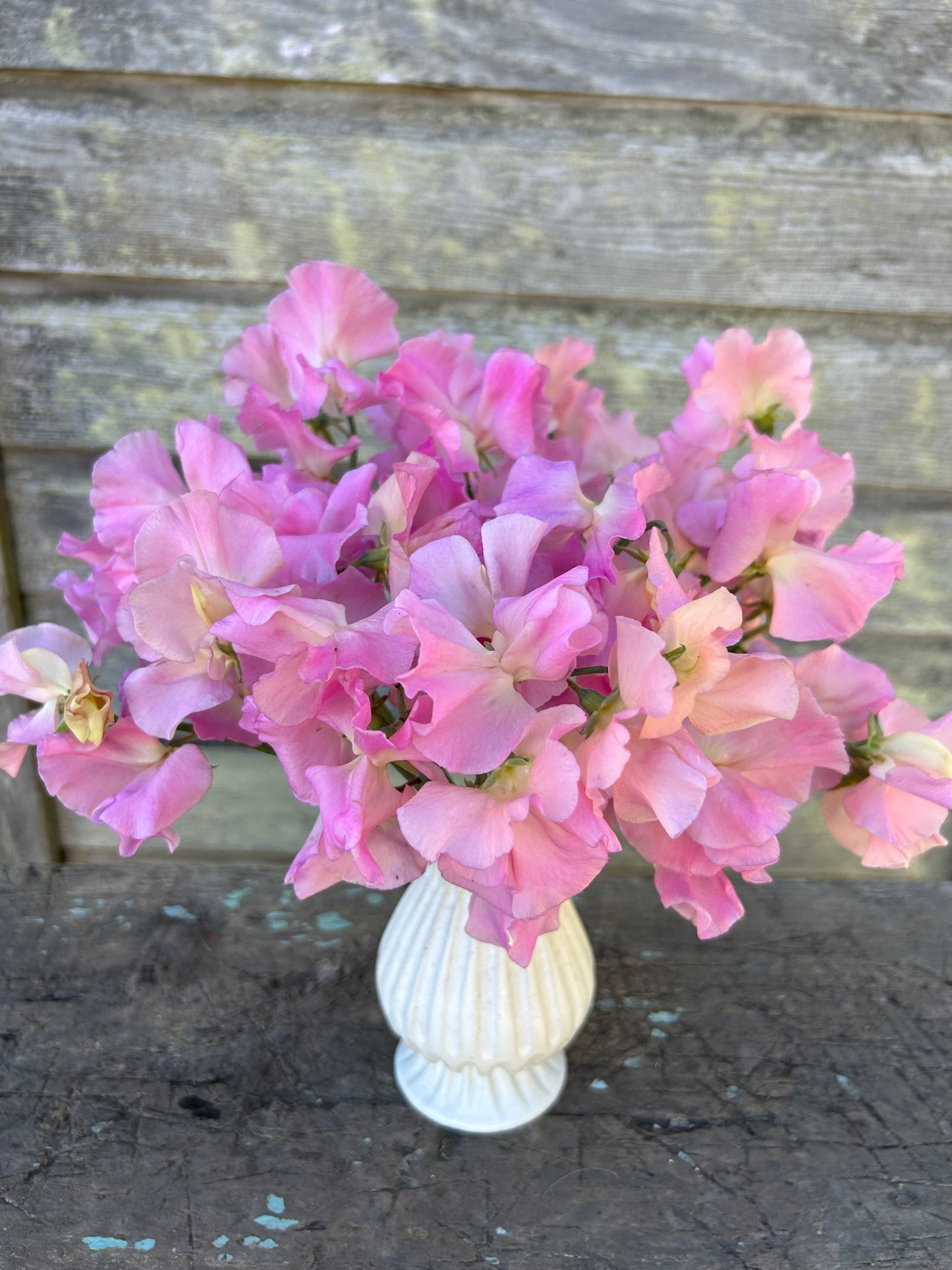 Sweet Pea - Lynn Fiona