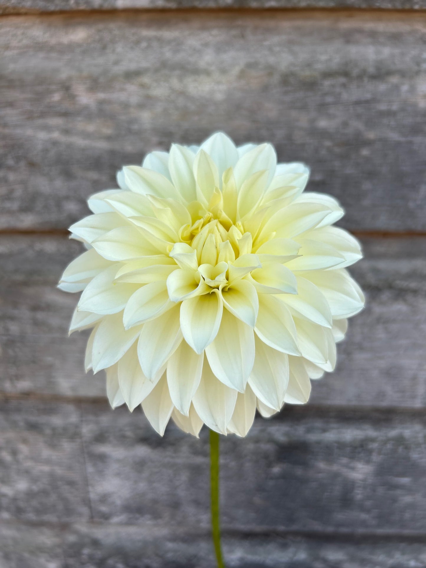 Verrone's Michelle - LIMIT 1