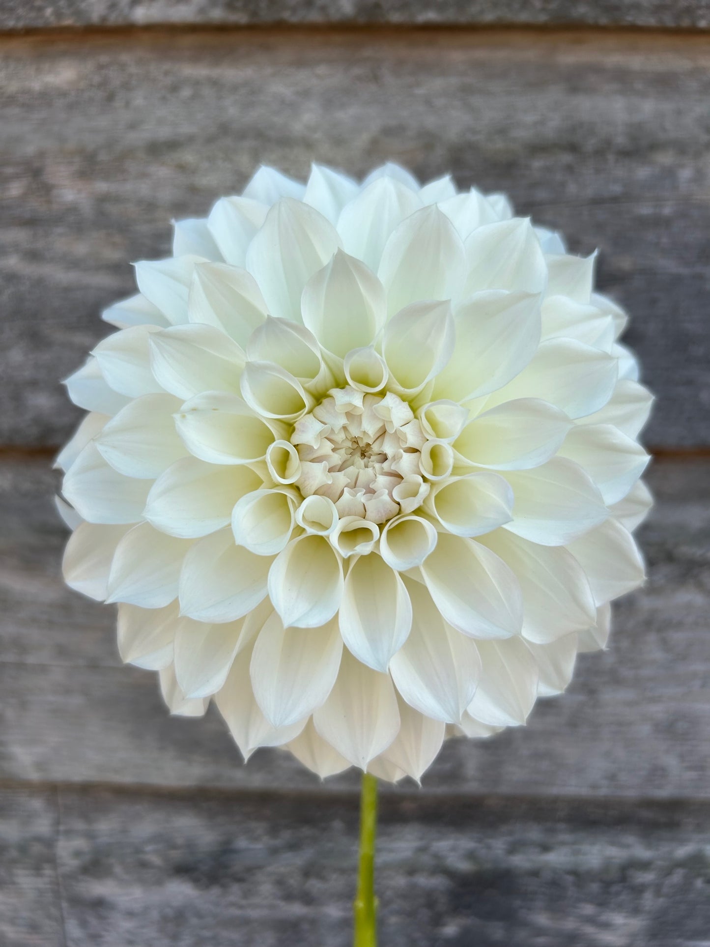 KA's® Bella Luna - LIMIT 1