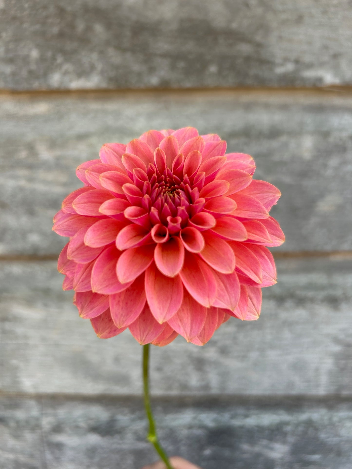 KA's® Boho Peach- LIMIT 1