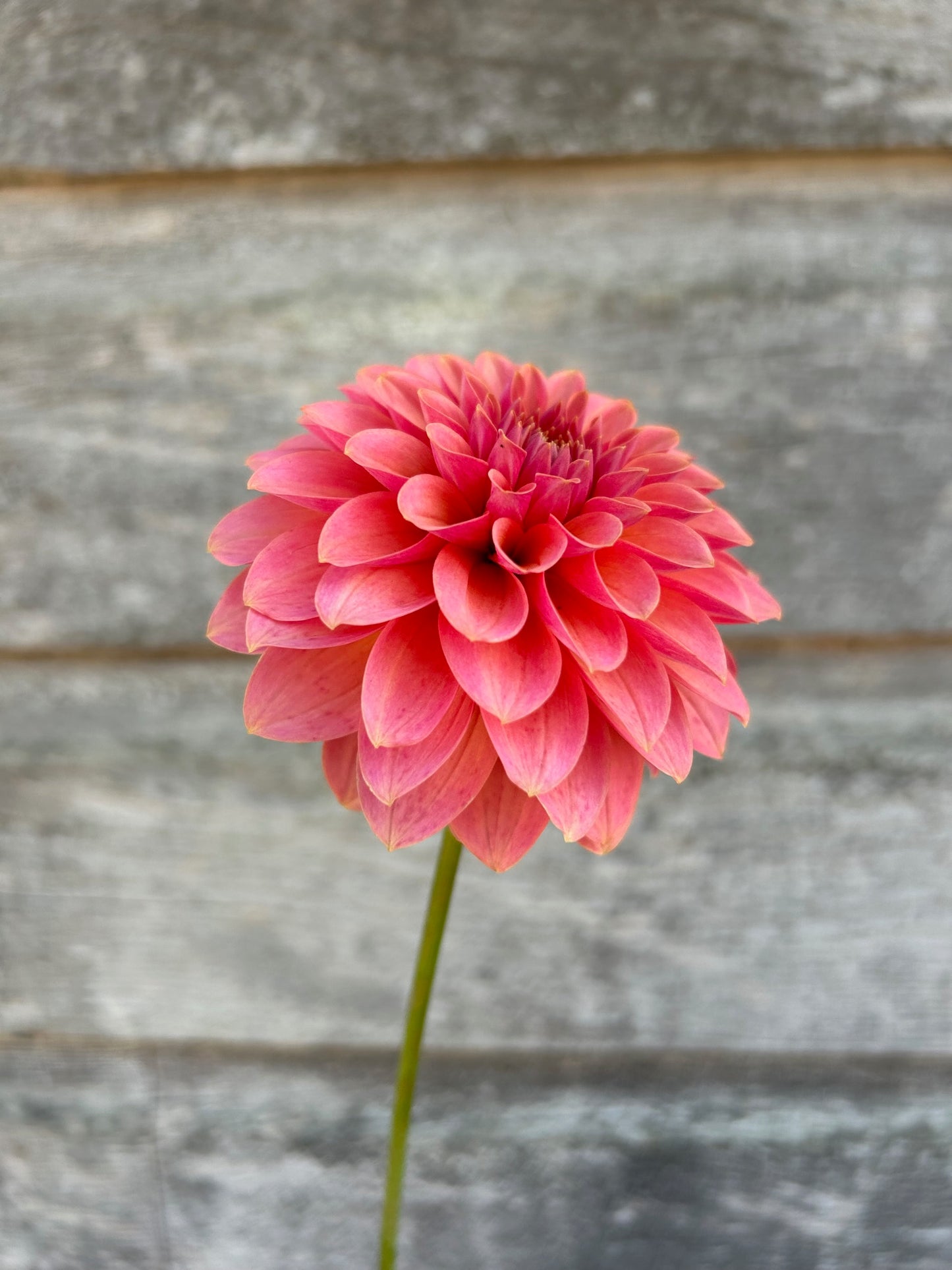 KA's® Boho Peach- LIMIT 1