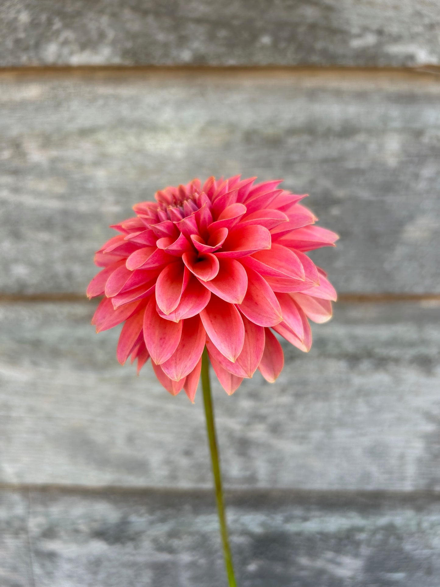 KA's® Boho Peach- LIMIT 1