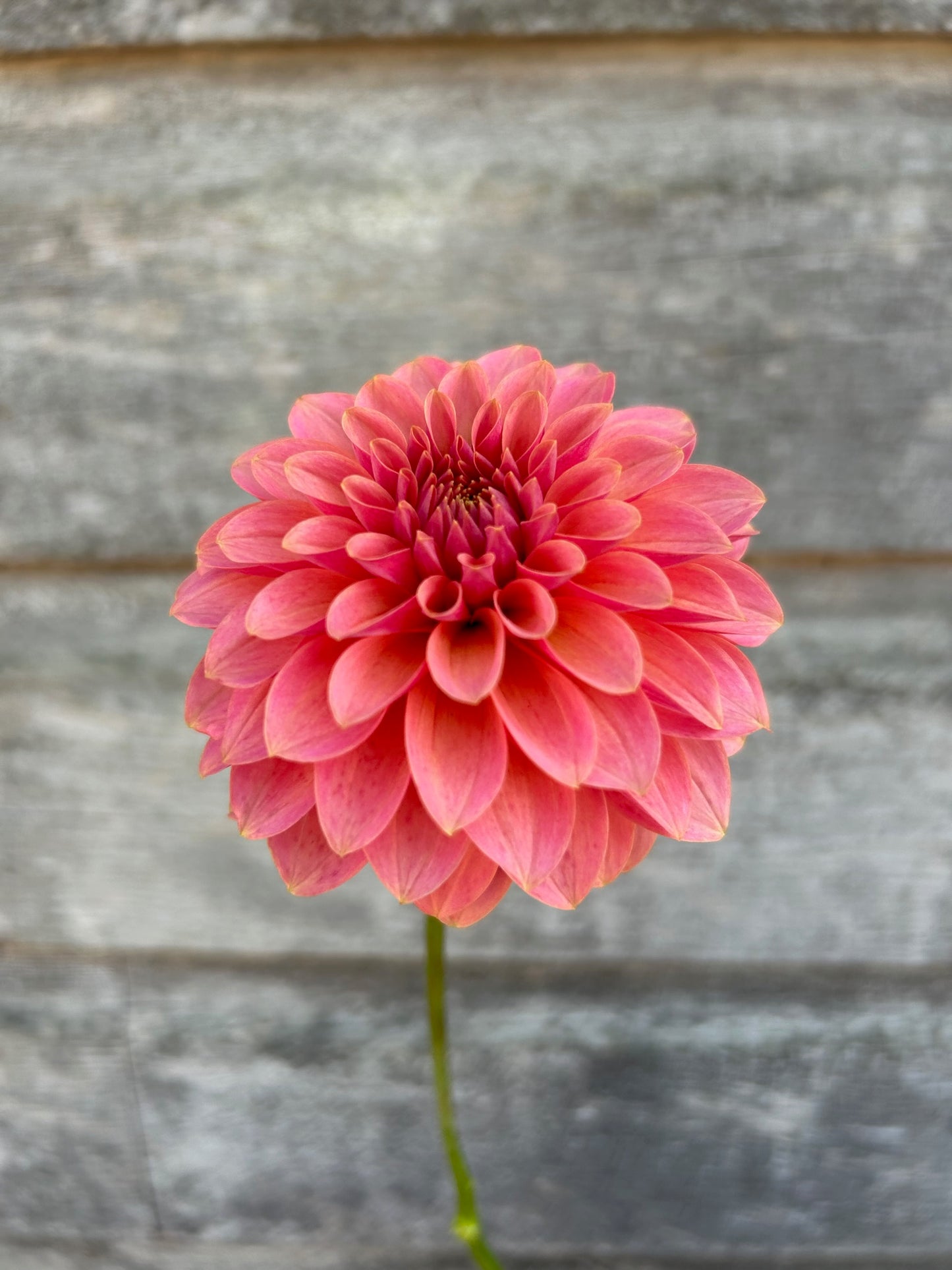 KA's® Boho Peach- LIMIT 1