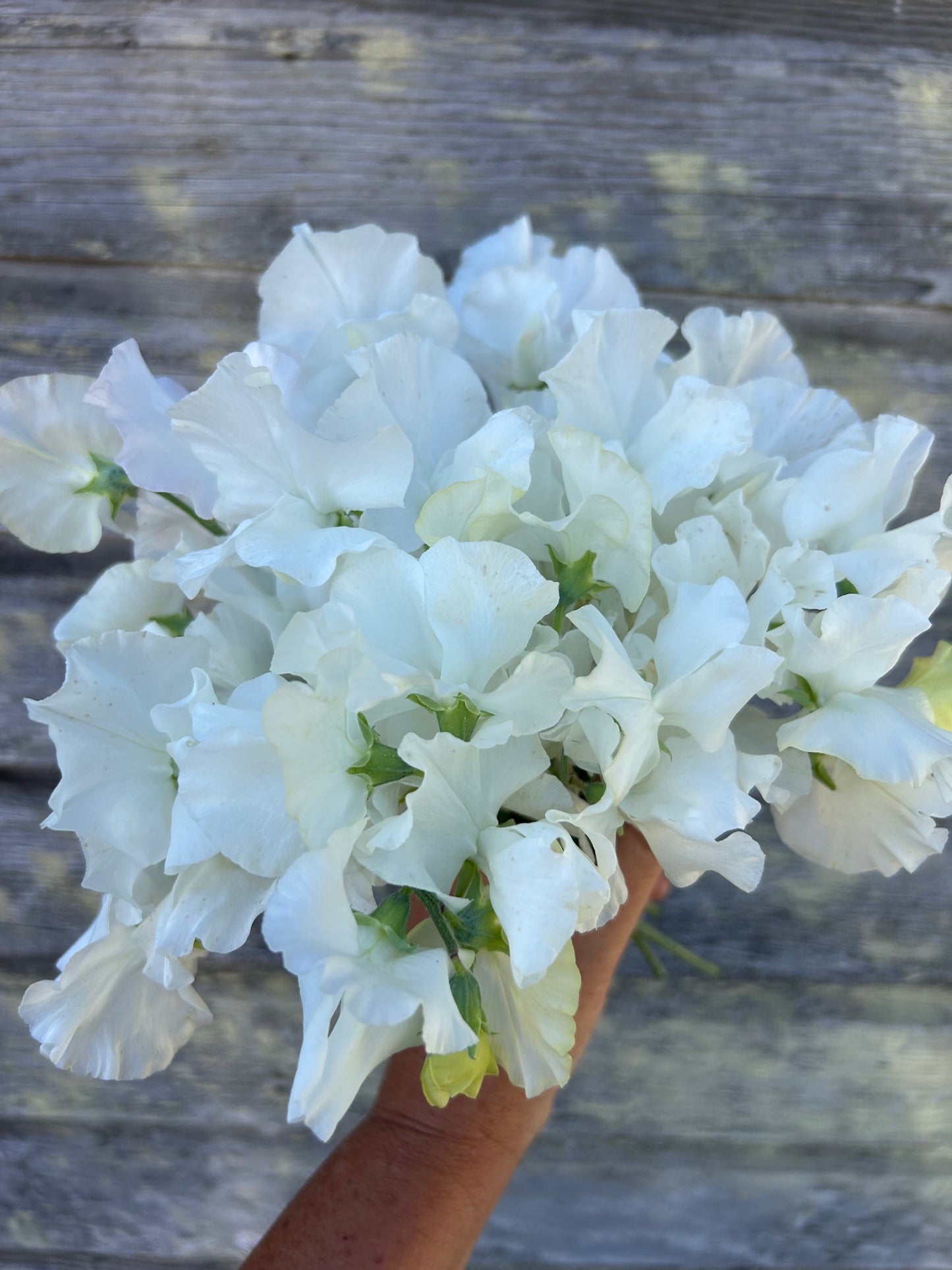 Sweet Pea - White Frills