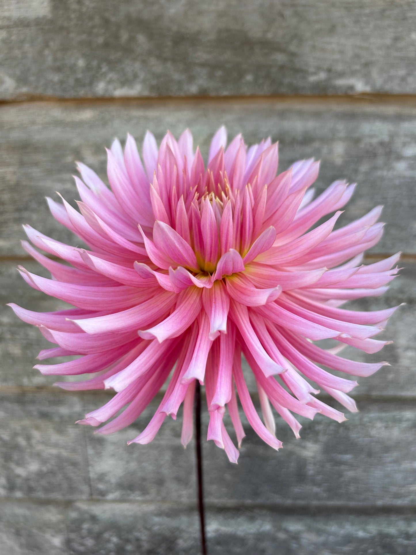 Hollyhill Cotton Candy