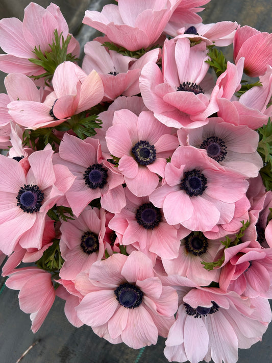 Anemone Rainbow Barbie