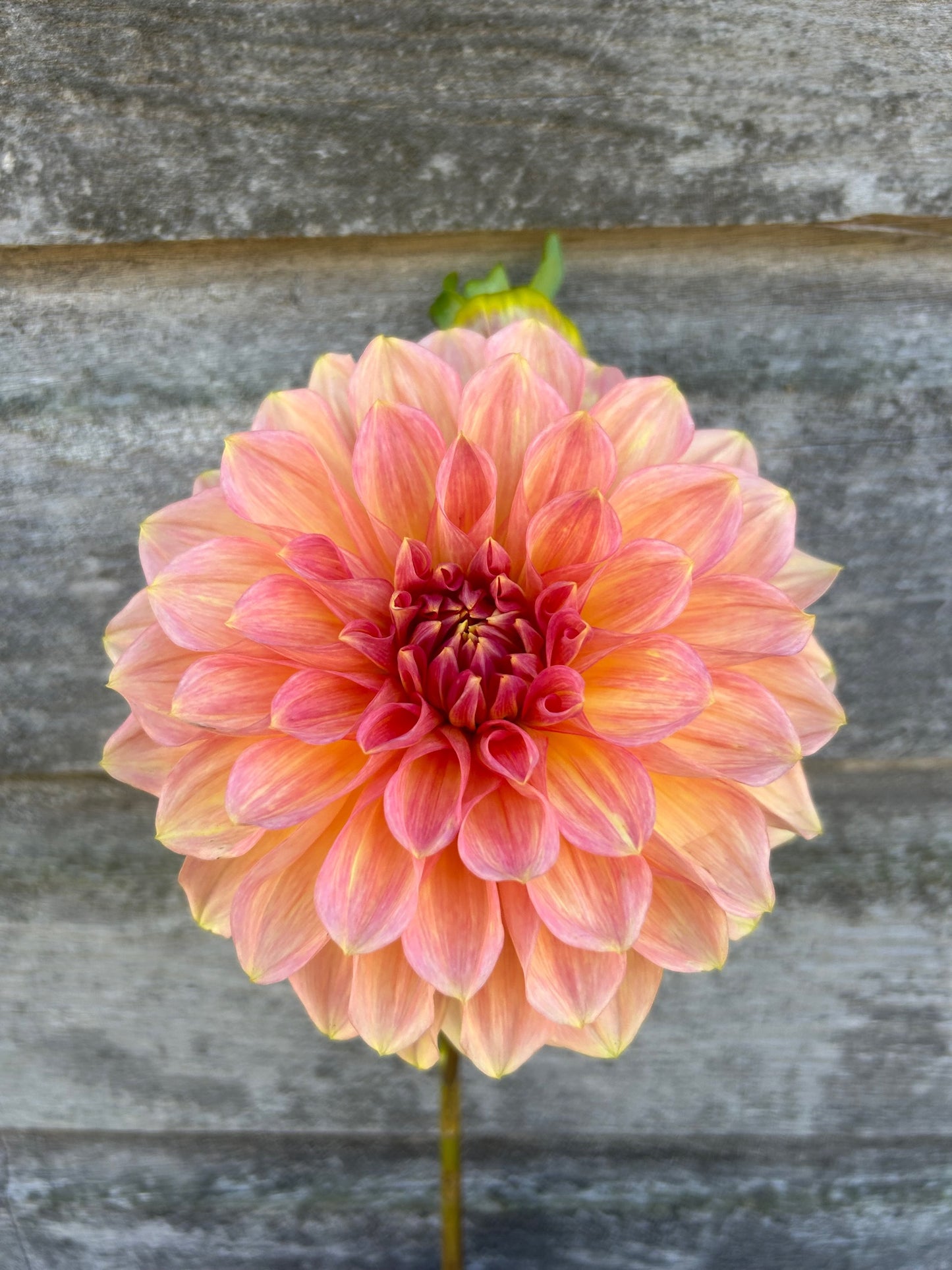 Cameo Peach - LIMIT 1