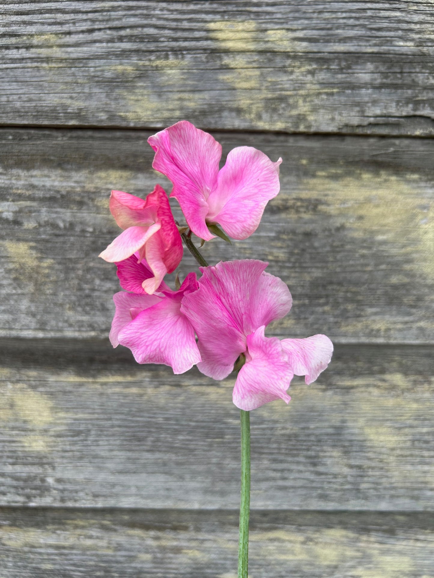 Sweet Pea - Audrey Kirkman