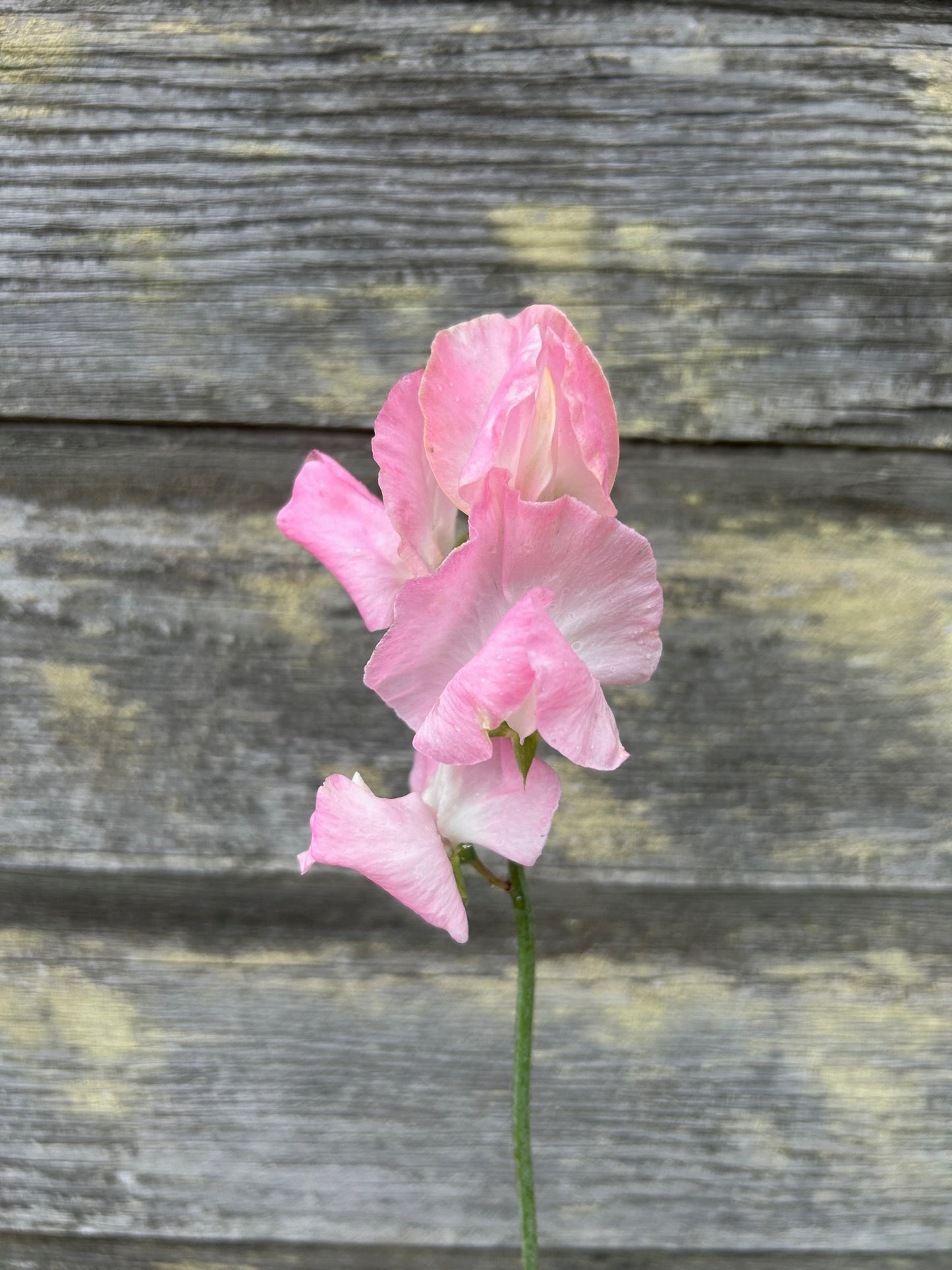 Sweet Pea - Patricia Marilyn