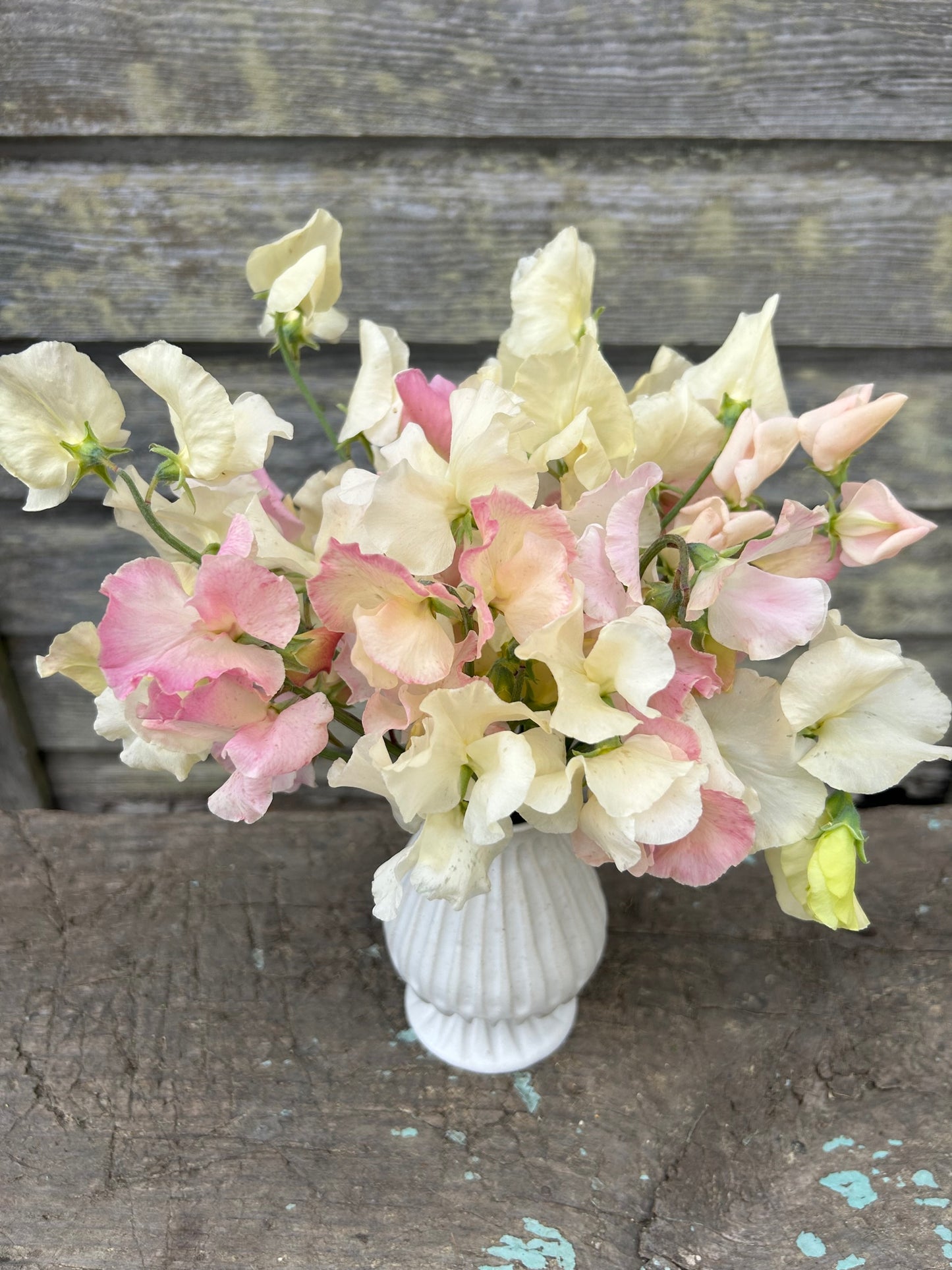 Sweet Pea - Blushing Bride Mix