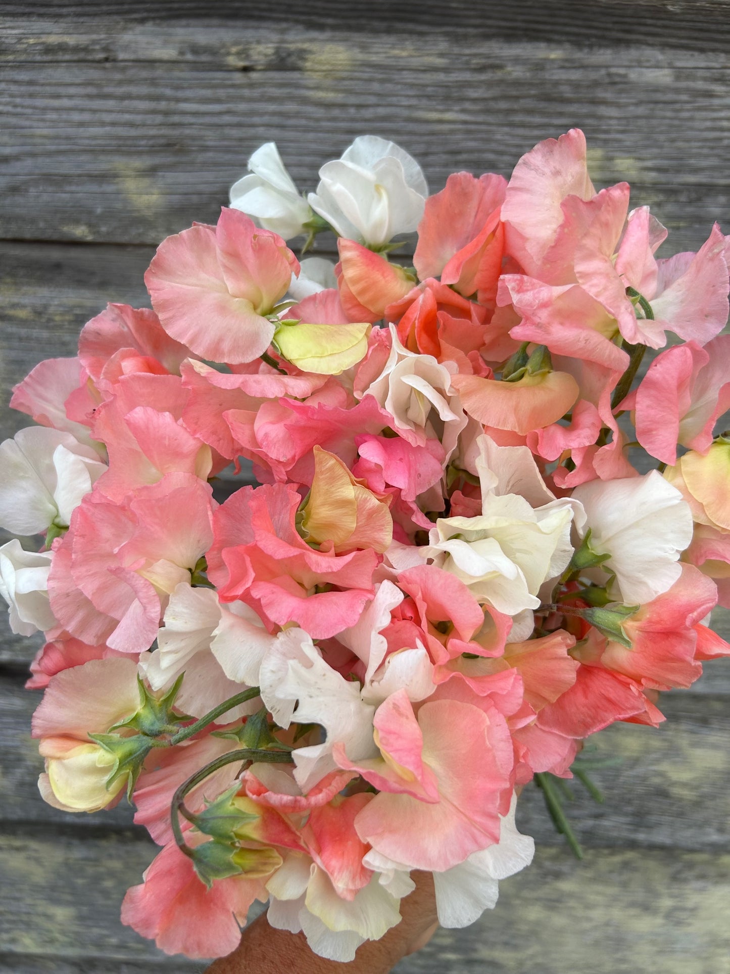 Sweet Pea - Peaches N' Cream Mix