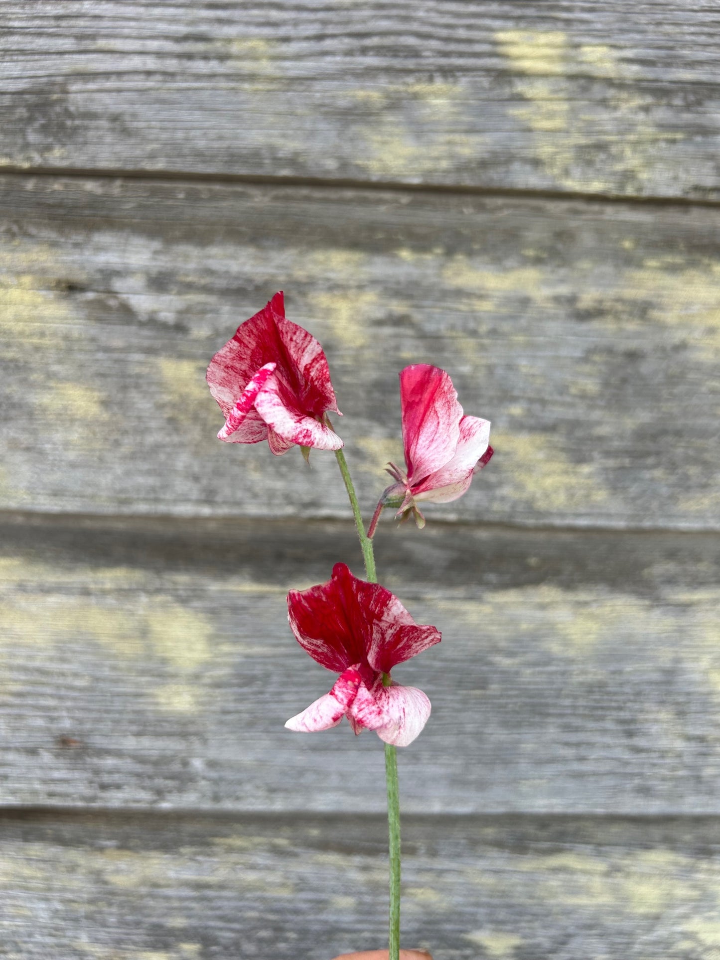 Sweet Pea - America