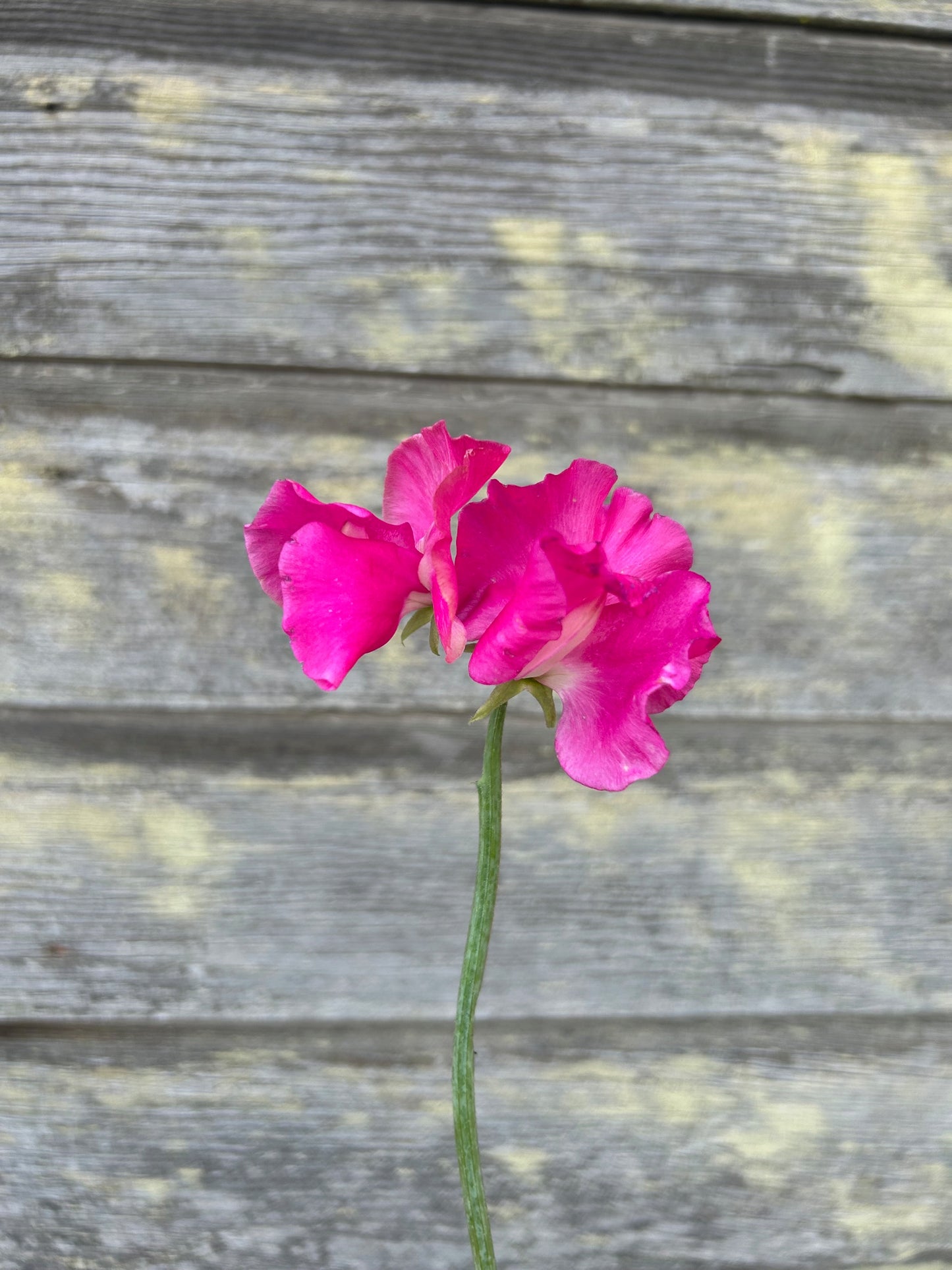 Sweet Pea - Evie Jones