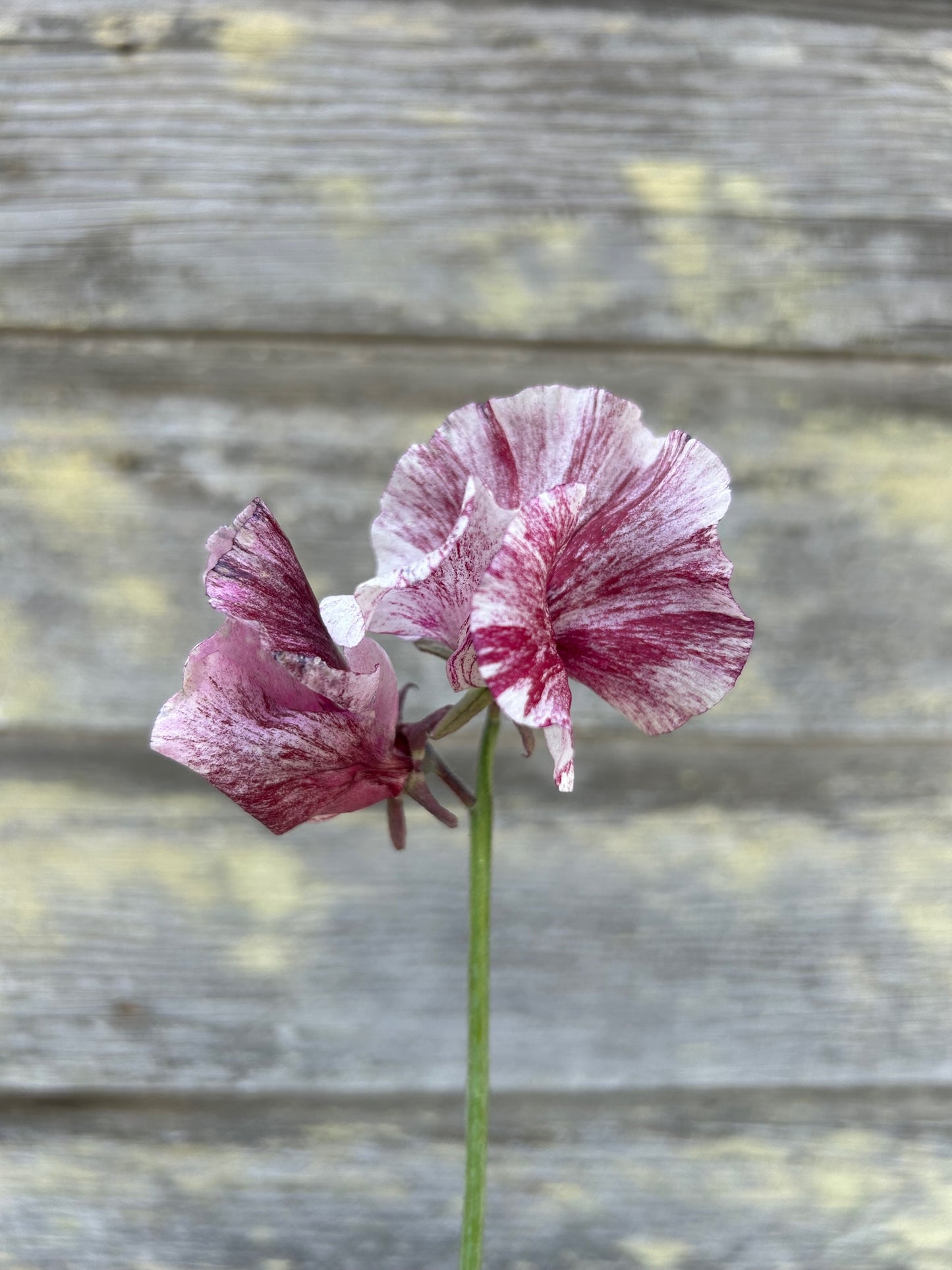 Sweet Pea - Chocolate Flake