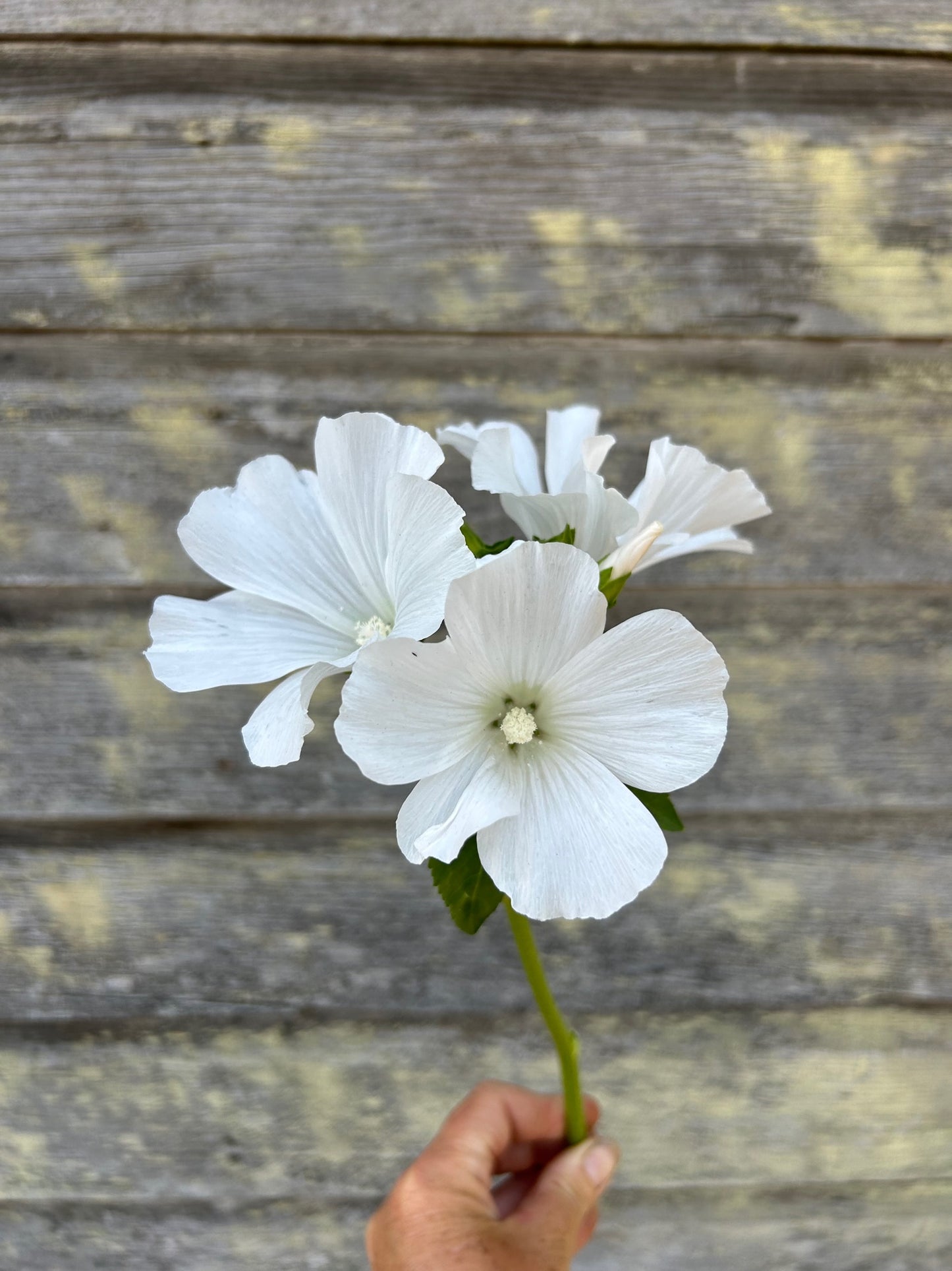 Lavatera - Mont Blanc