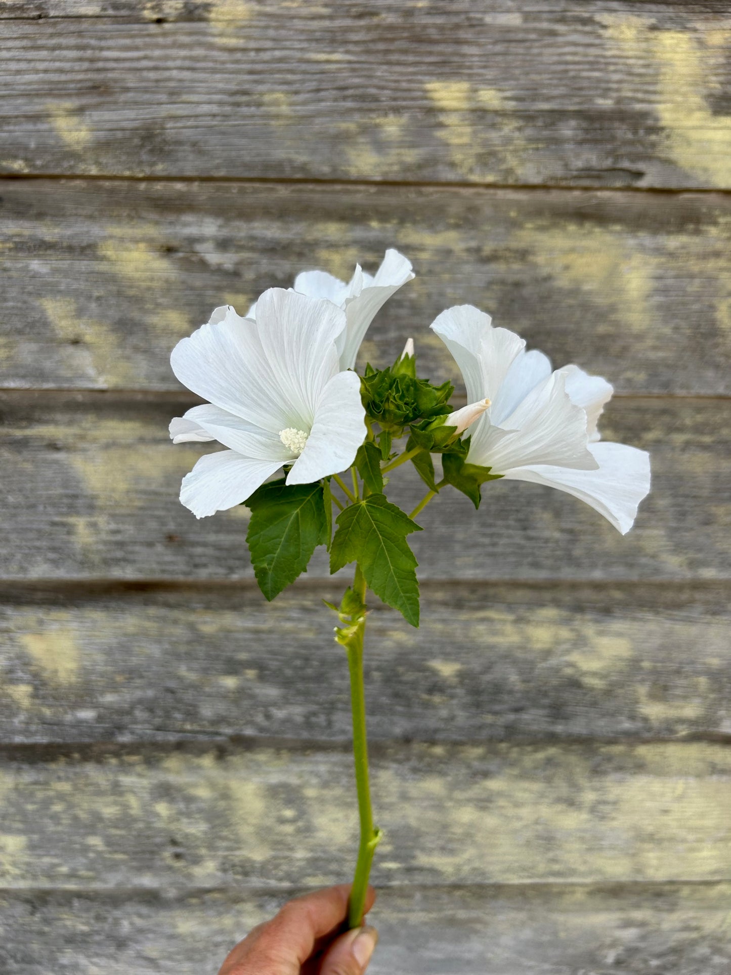 Lavatera - Mont Blanc