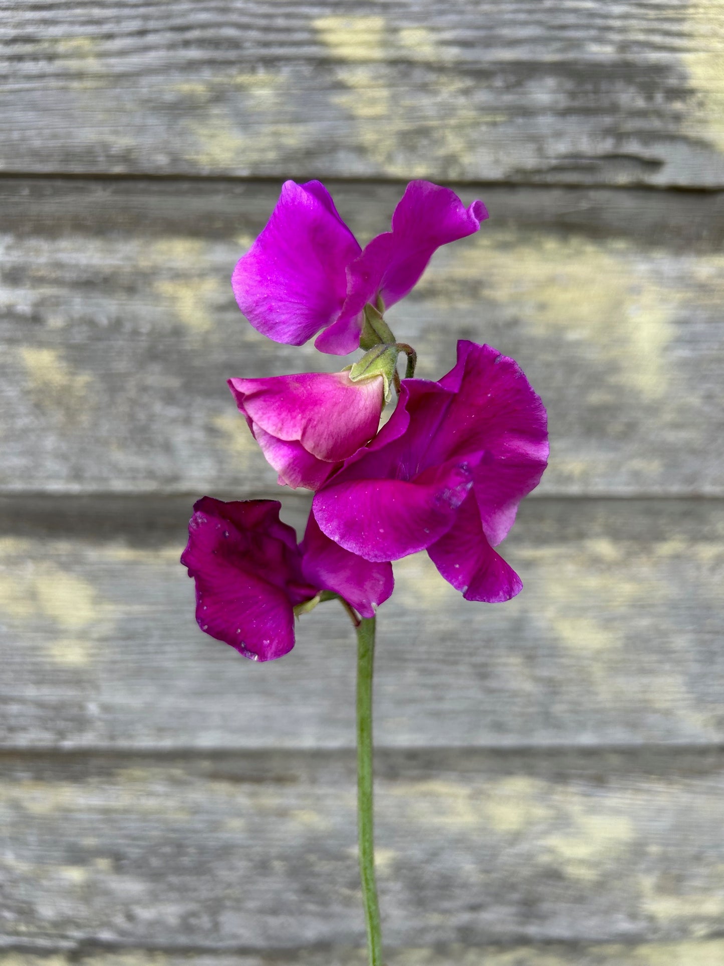 Sweet Pea - Eclipse