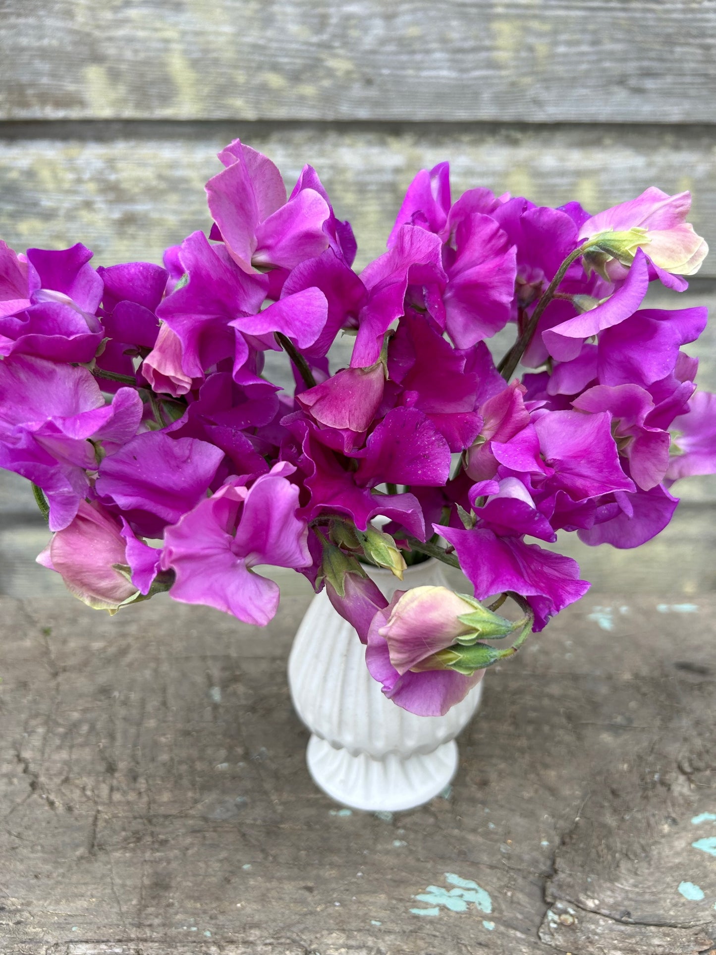 Sweet Pea - Eclipse