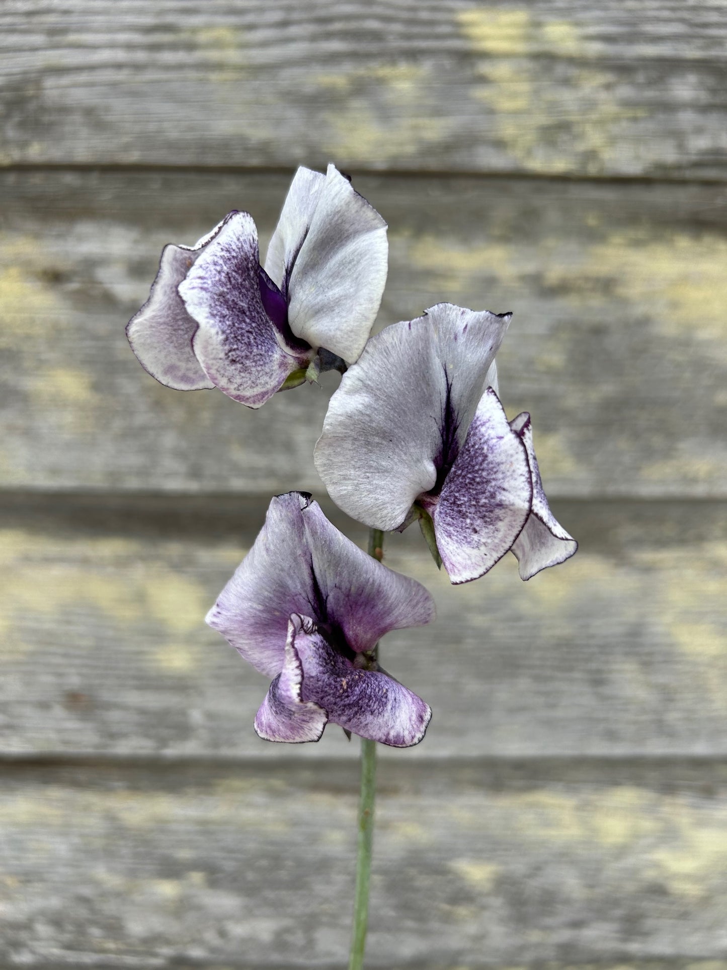 Sweet Pea - Nimbus