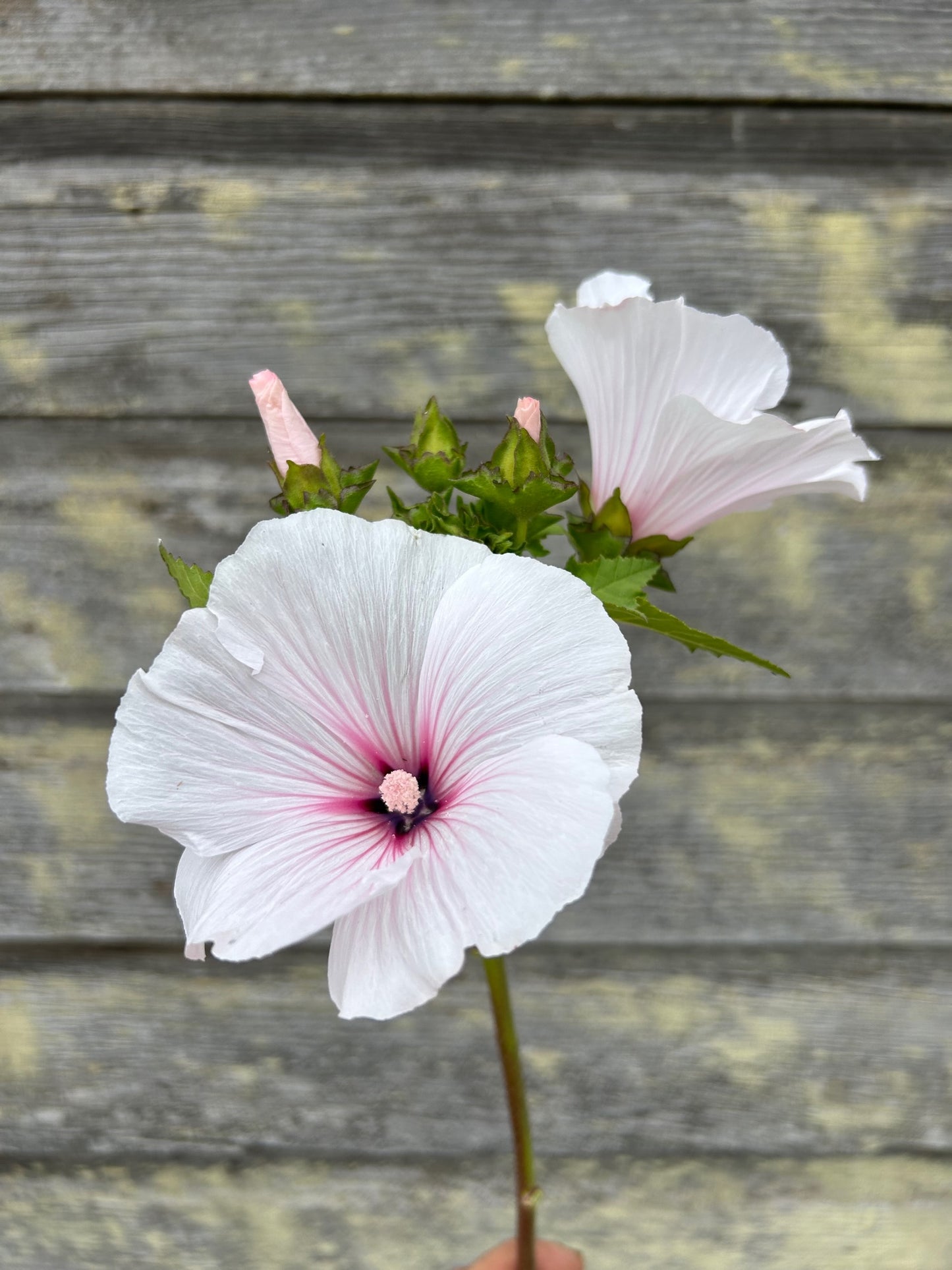 Lavatera - Pink Regis